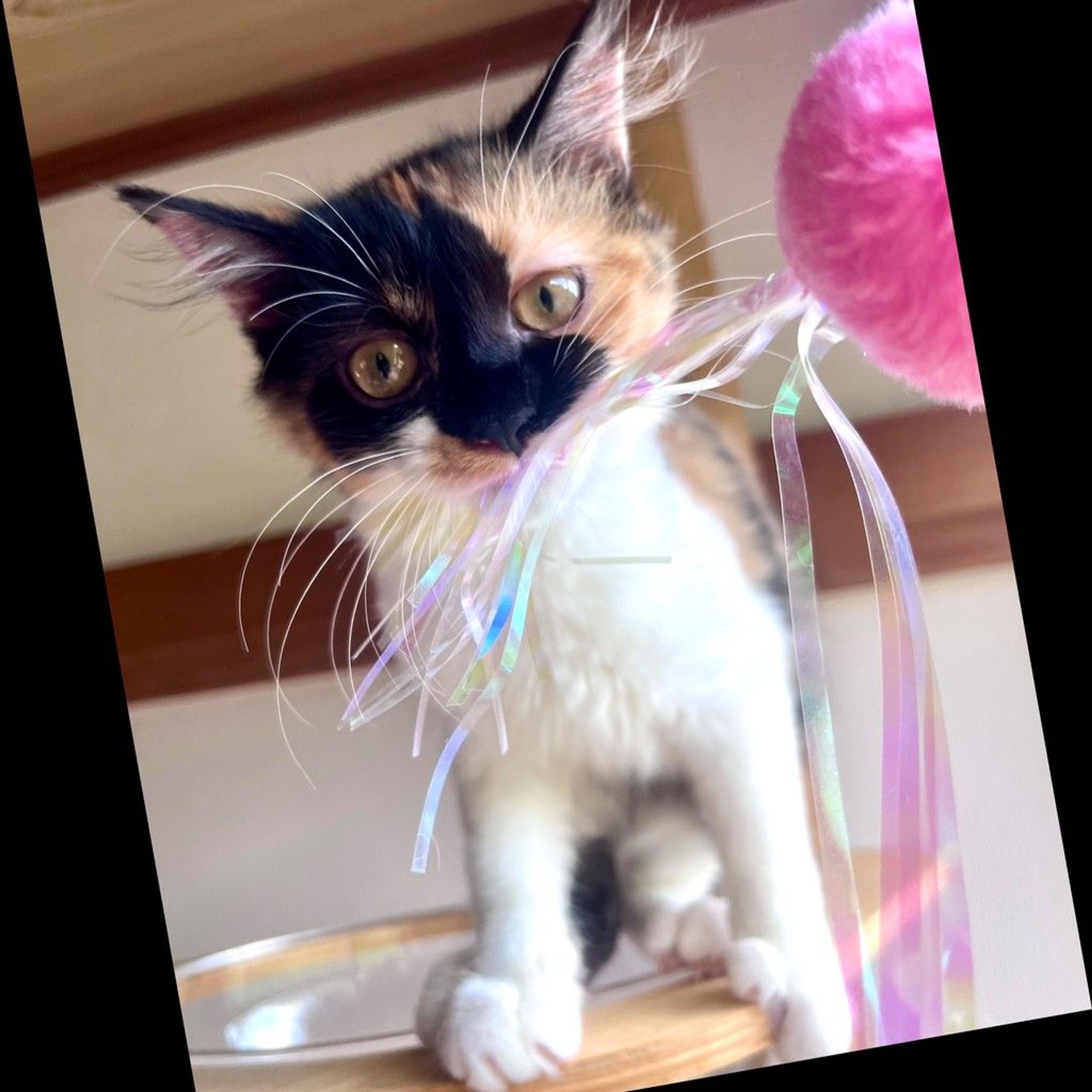 pet-image-2