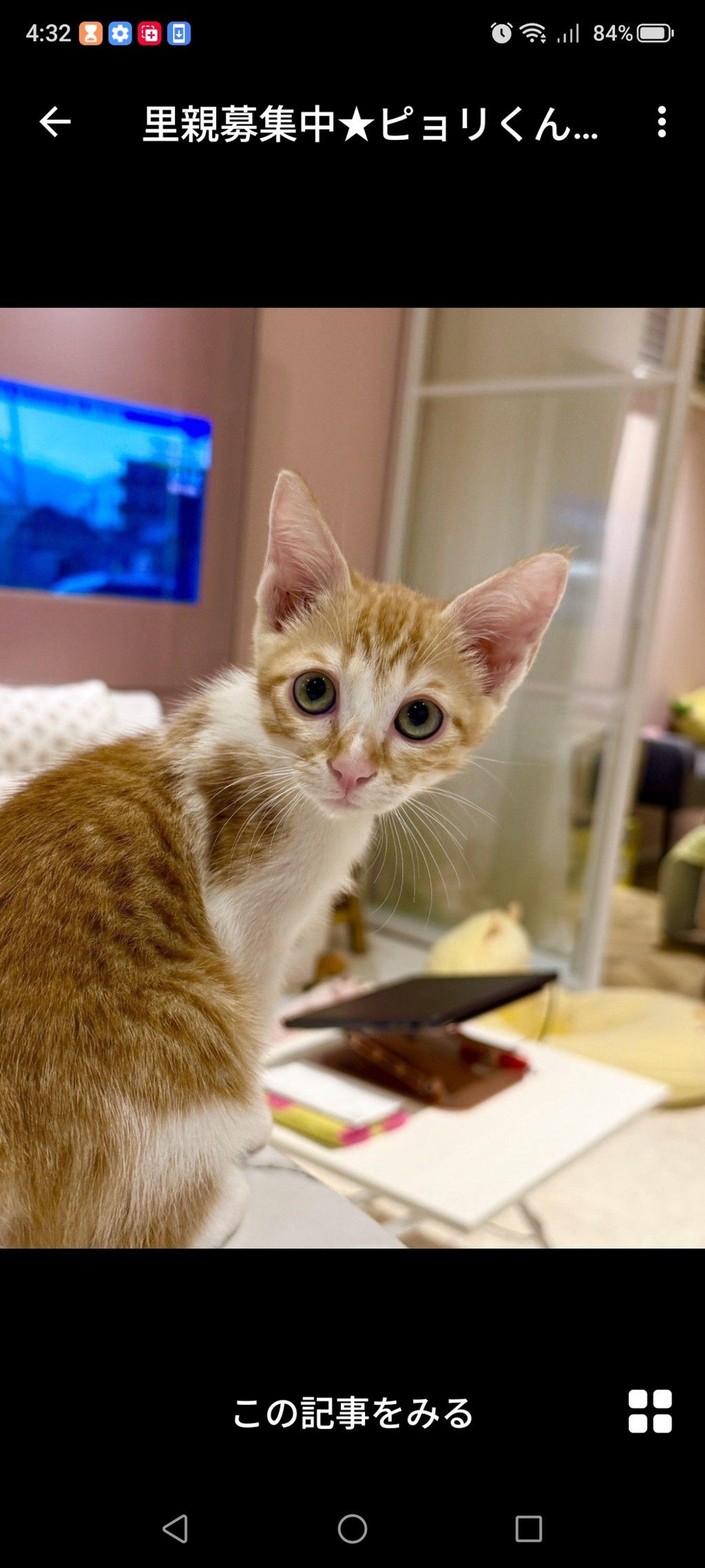 雑種（ミックス猫）・オスの里親募集の写真