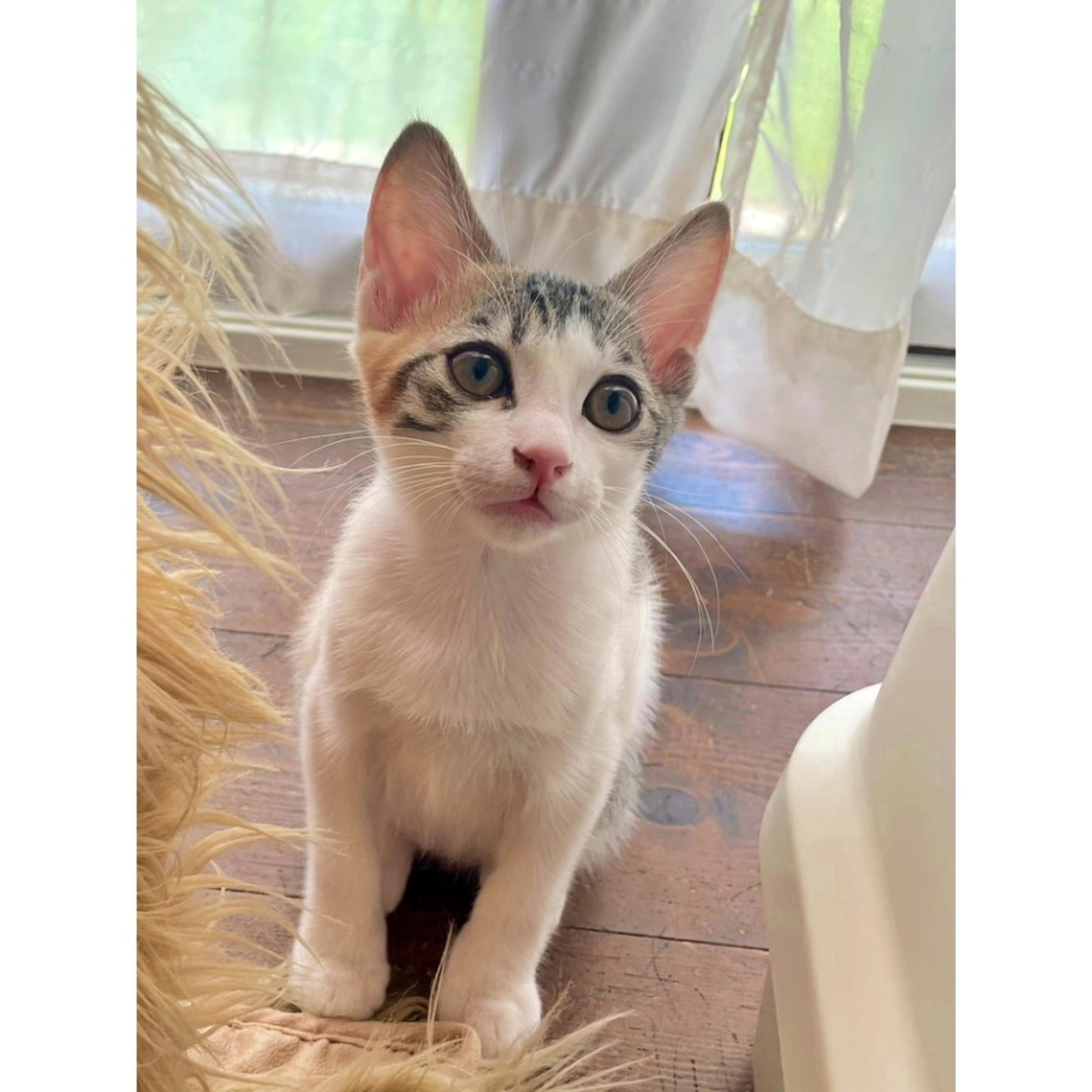 pet-image-7