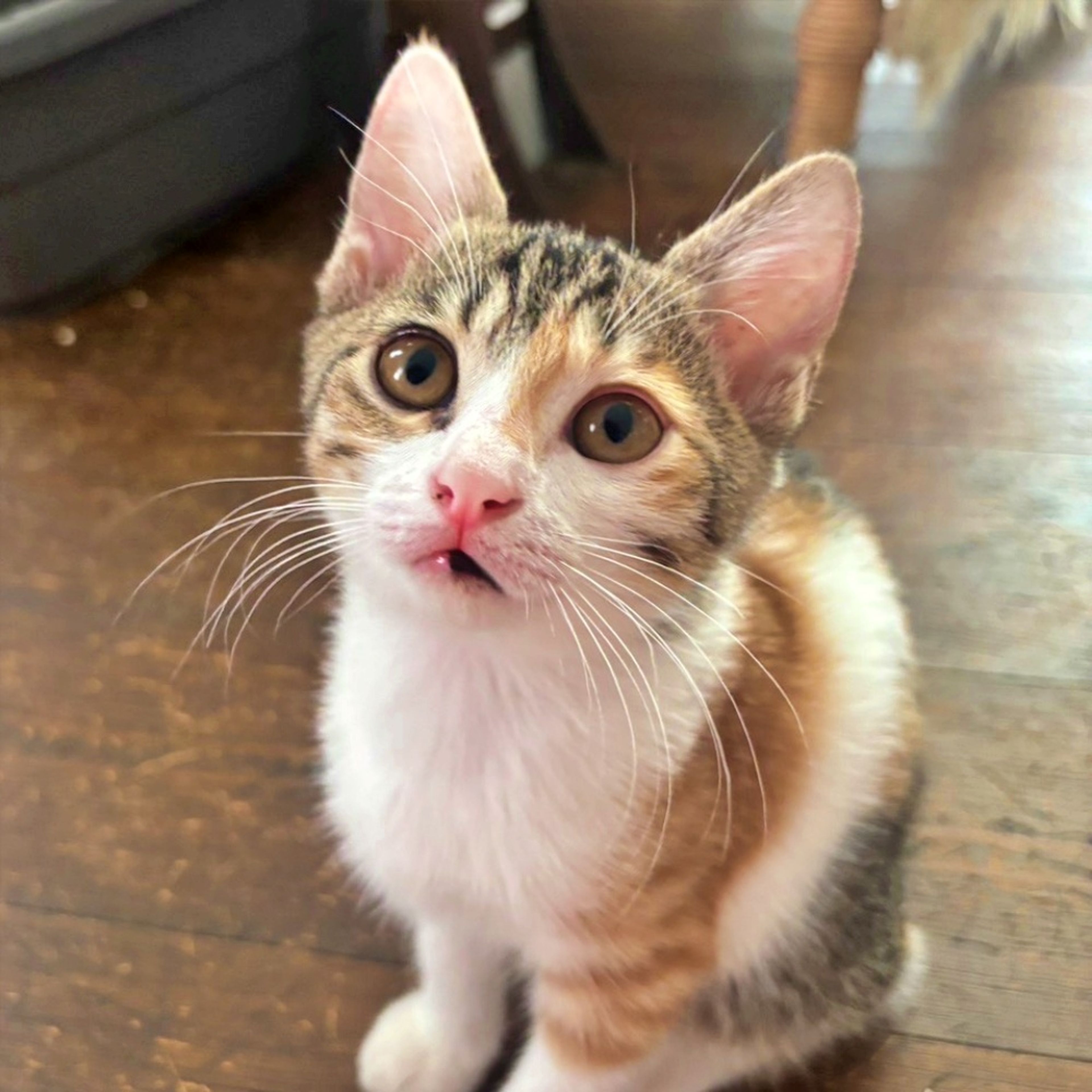 雑種（ミックス猫）・メスの里親募集の写真