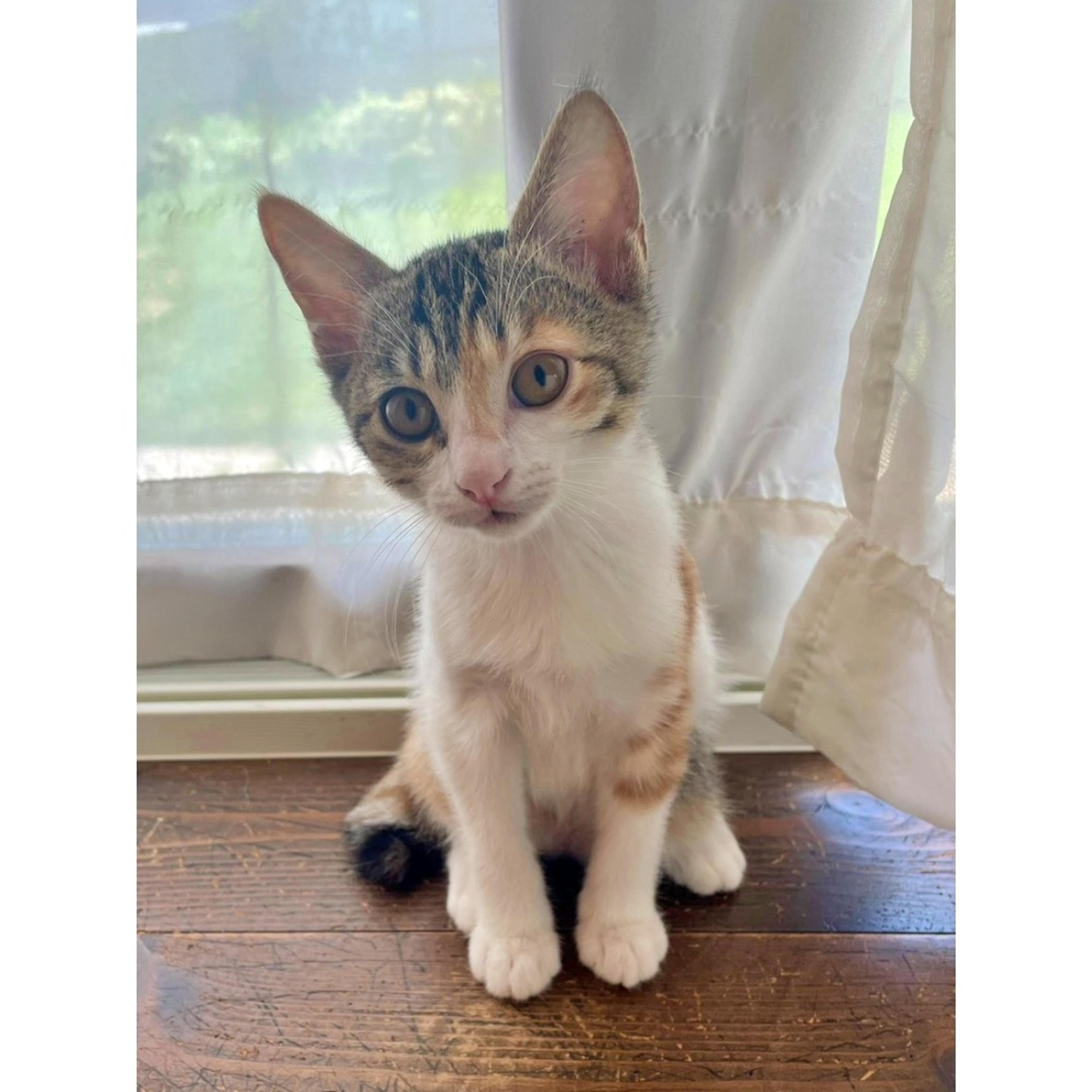 pet-image-2