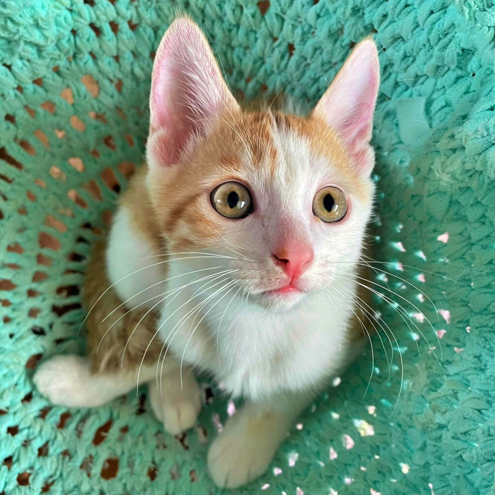 雑種（ミックス猫）・オスの里親募集の写真