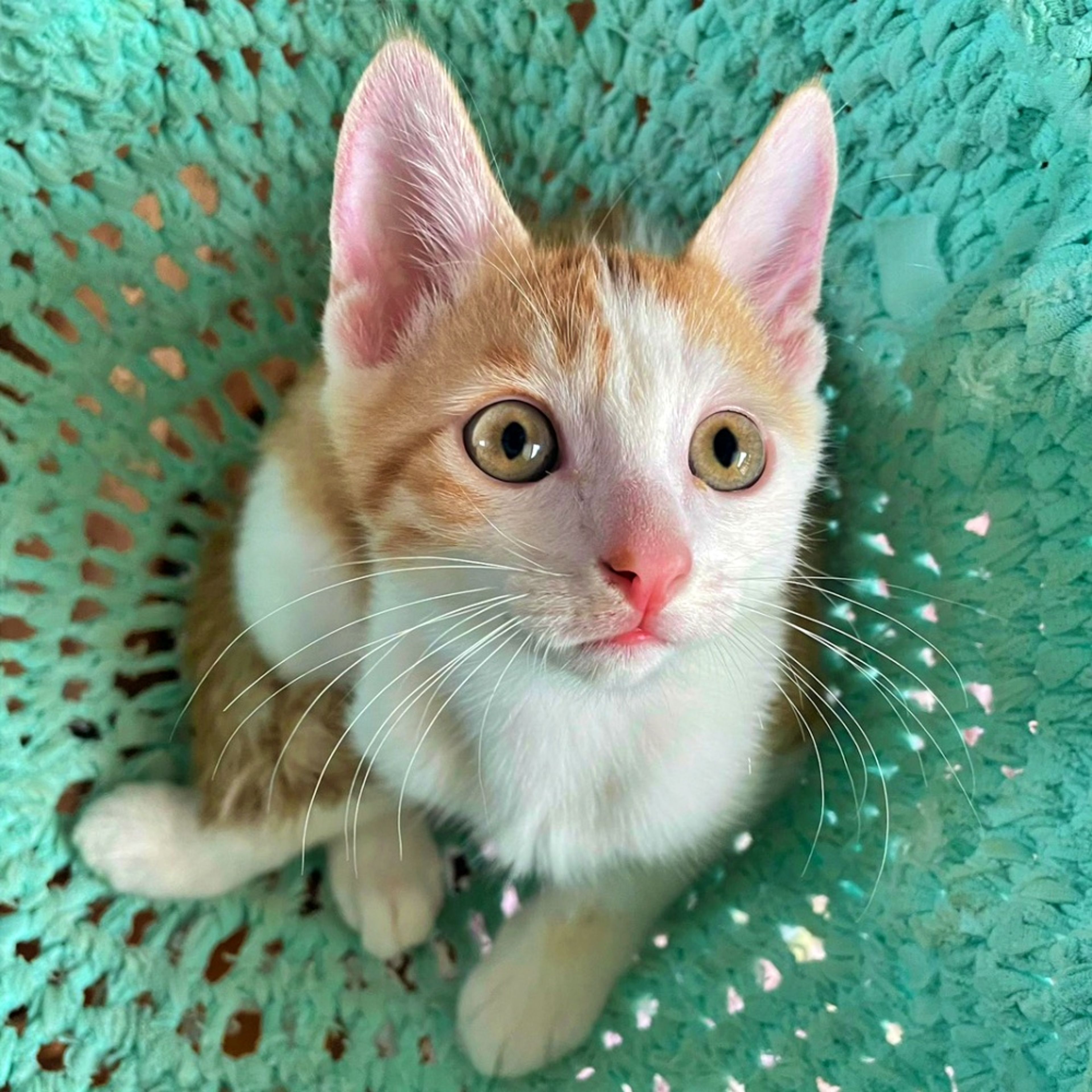 雑種（ミックス猫）・オスの里親募集の写真