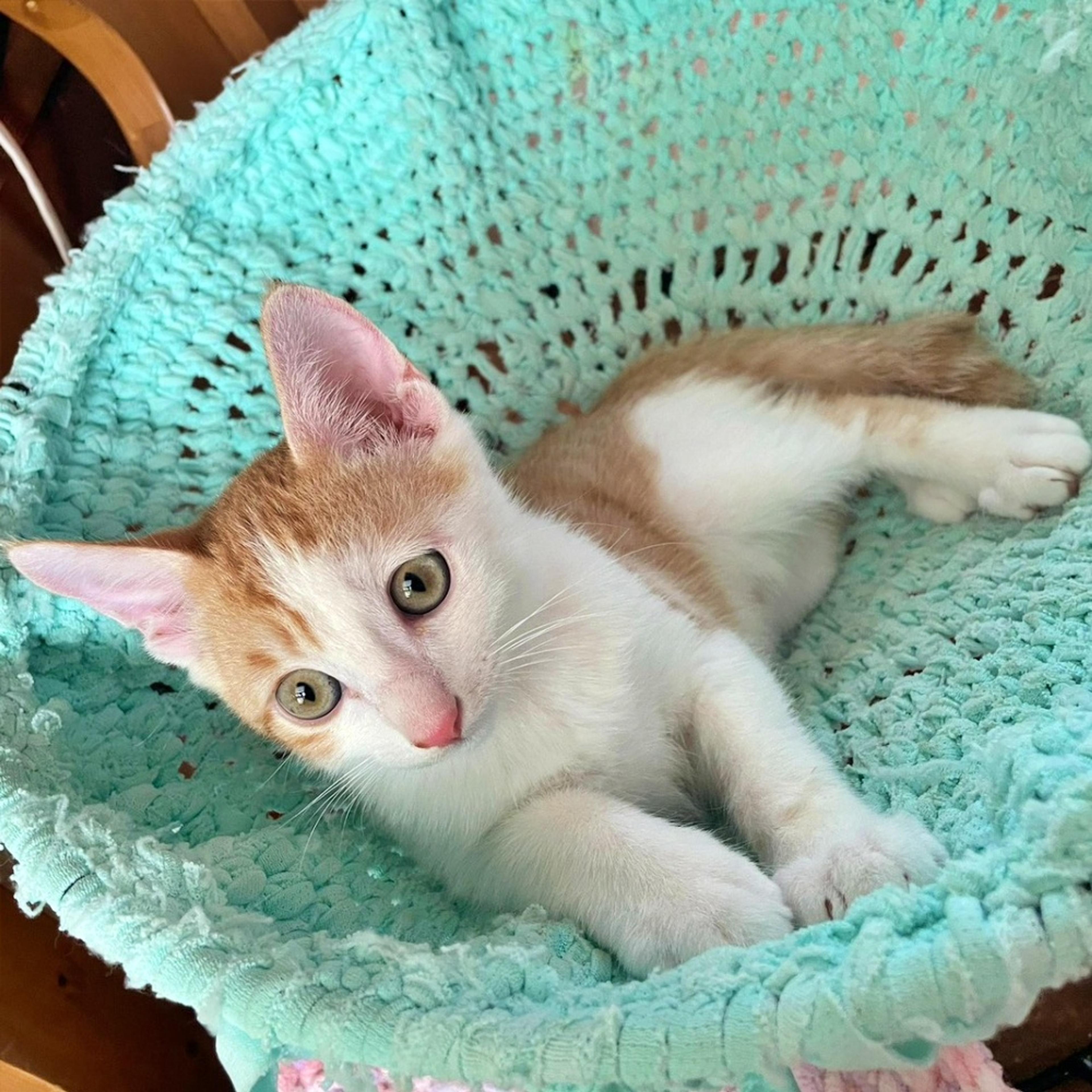 pet-image-2