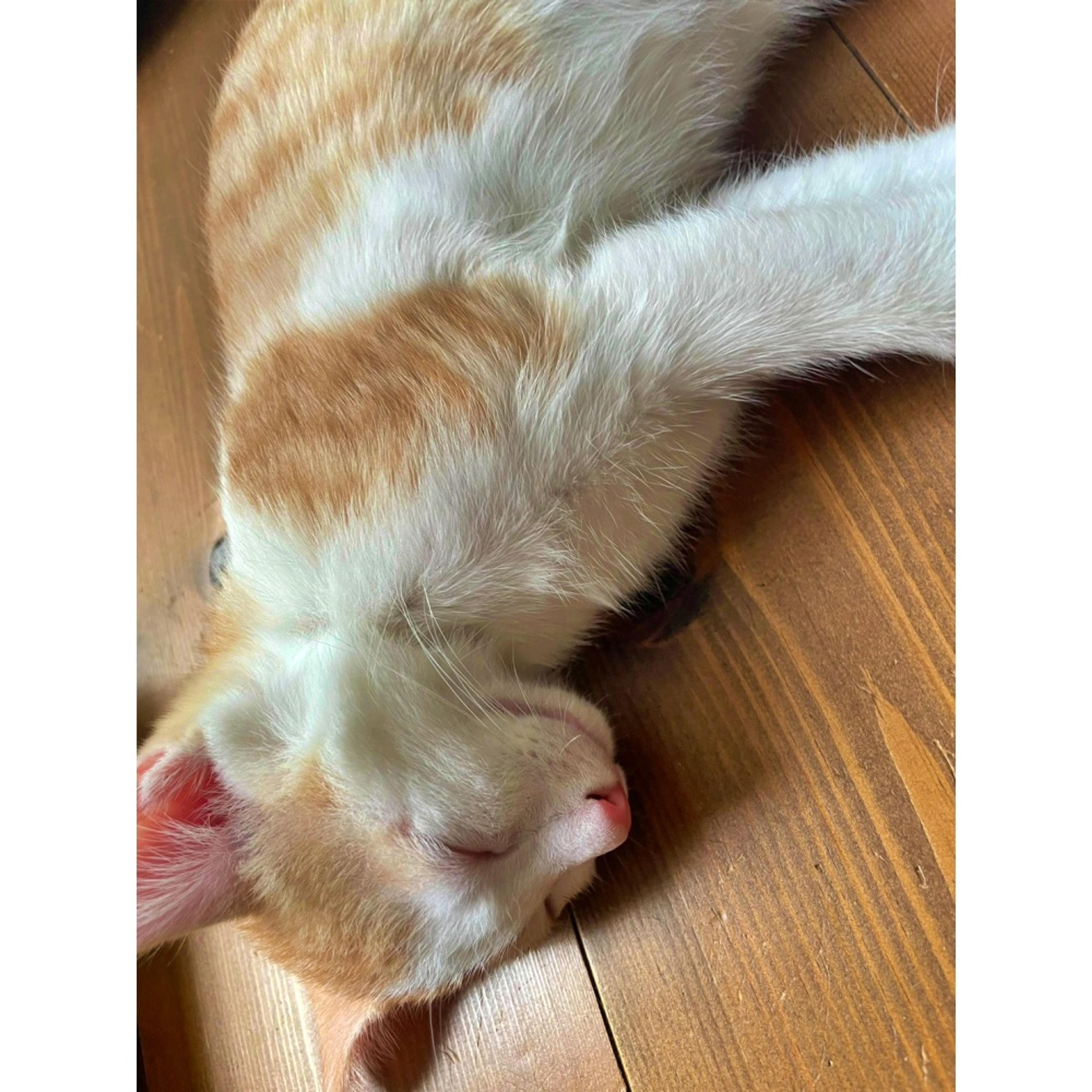 pet-image-4