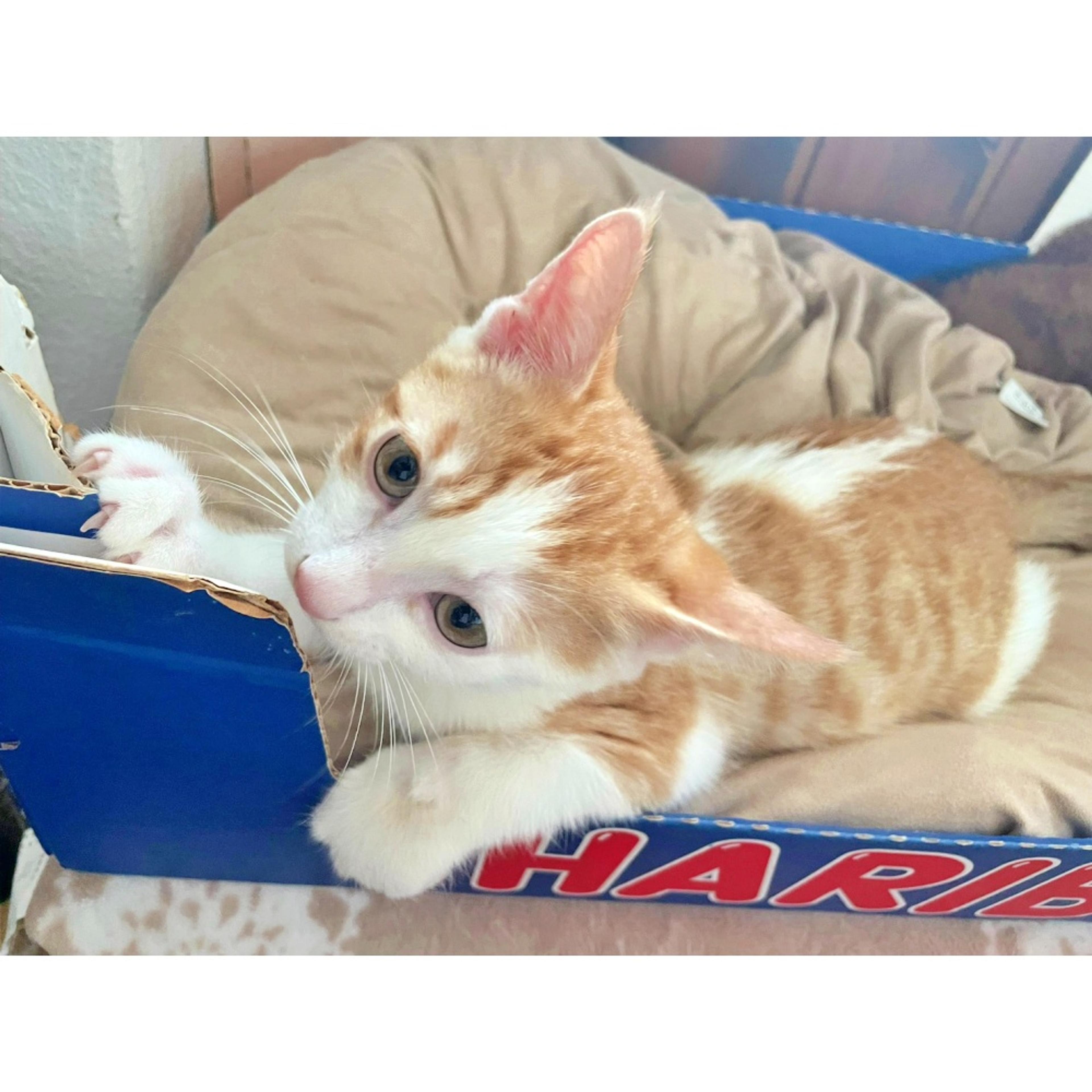 pet-image-5