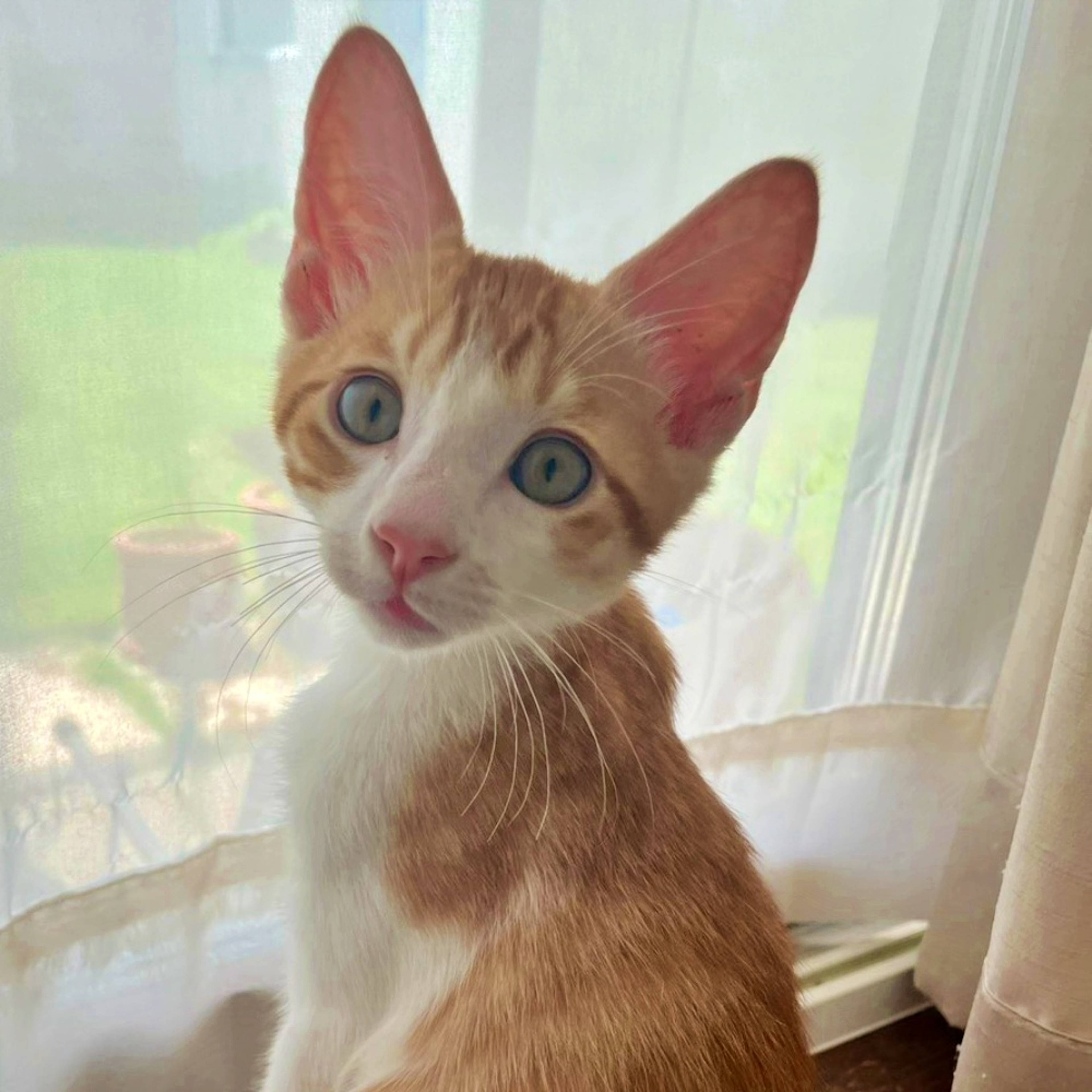 雑種（ミックス猫）・オスの里親募集の写真