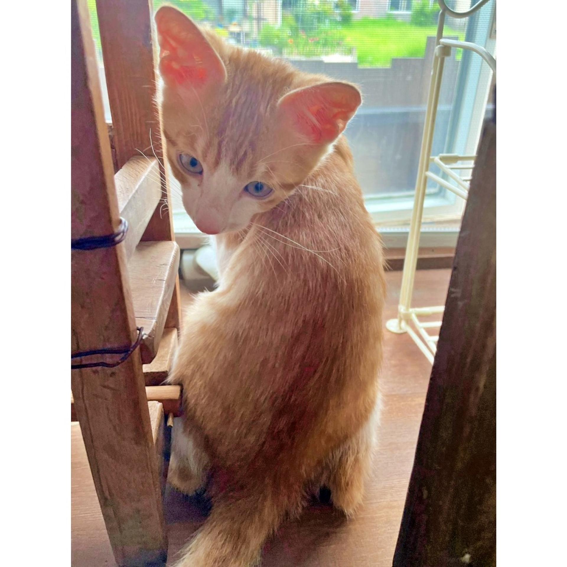 pet-image-3