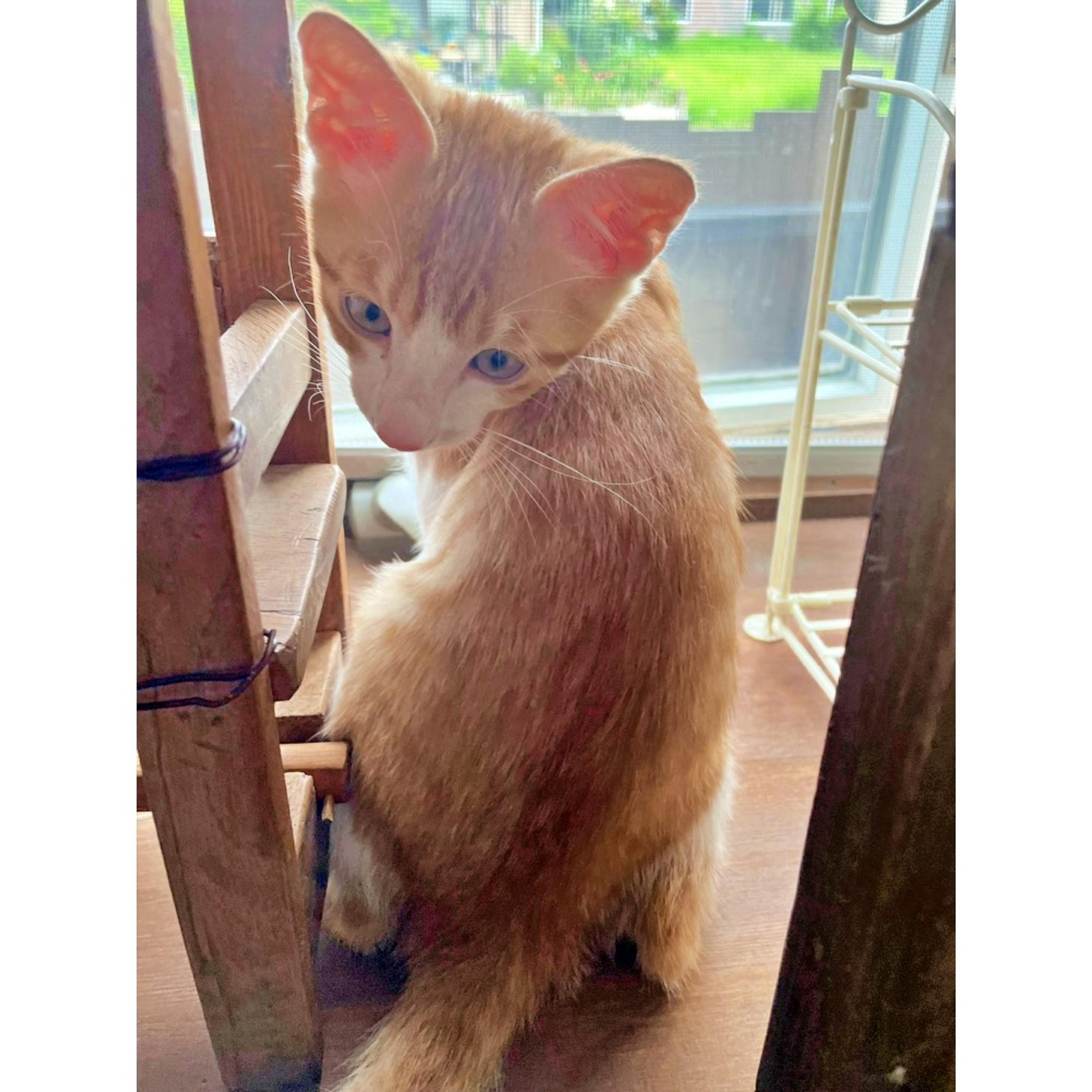 pet-image-3