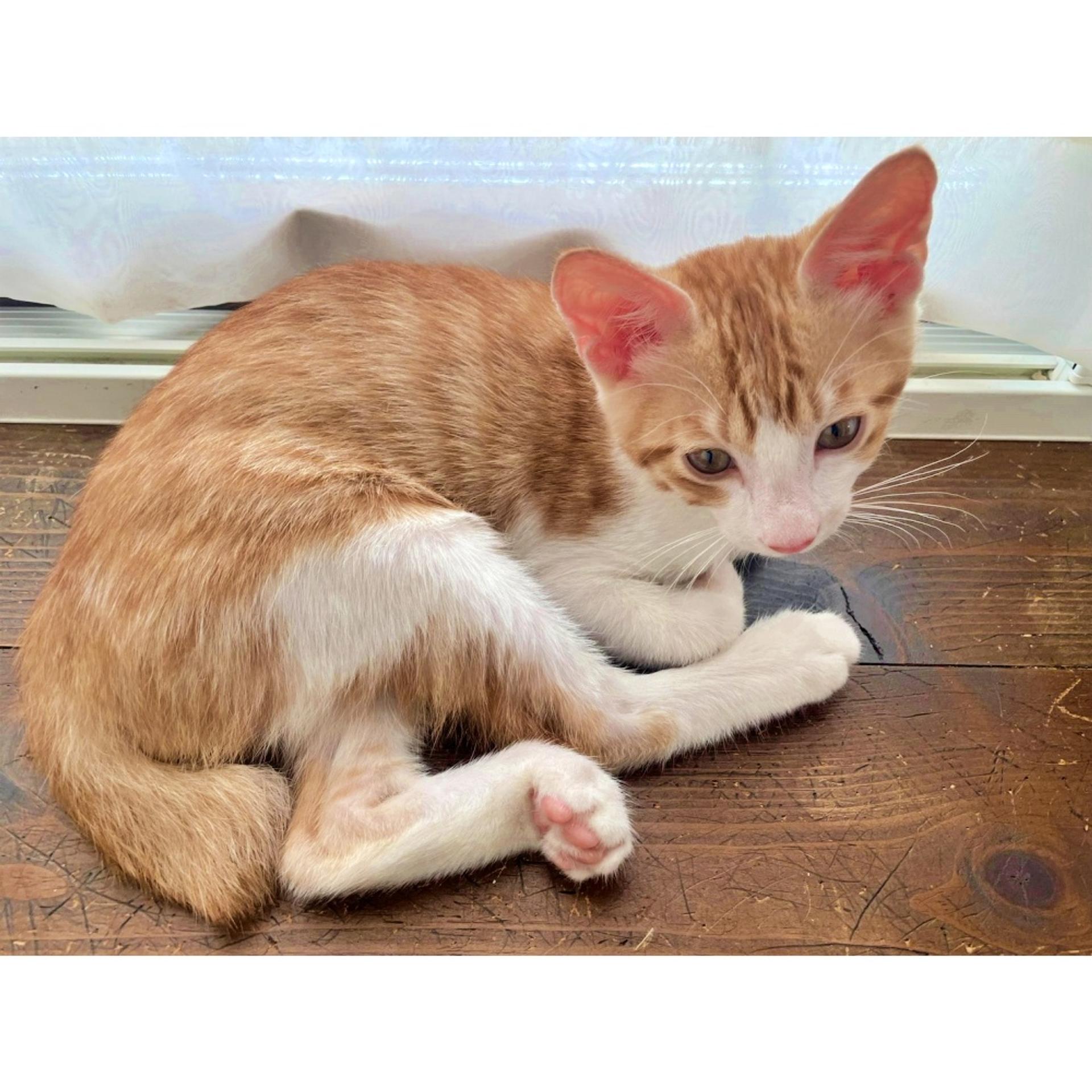 pet-image-4