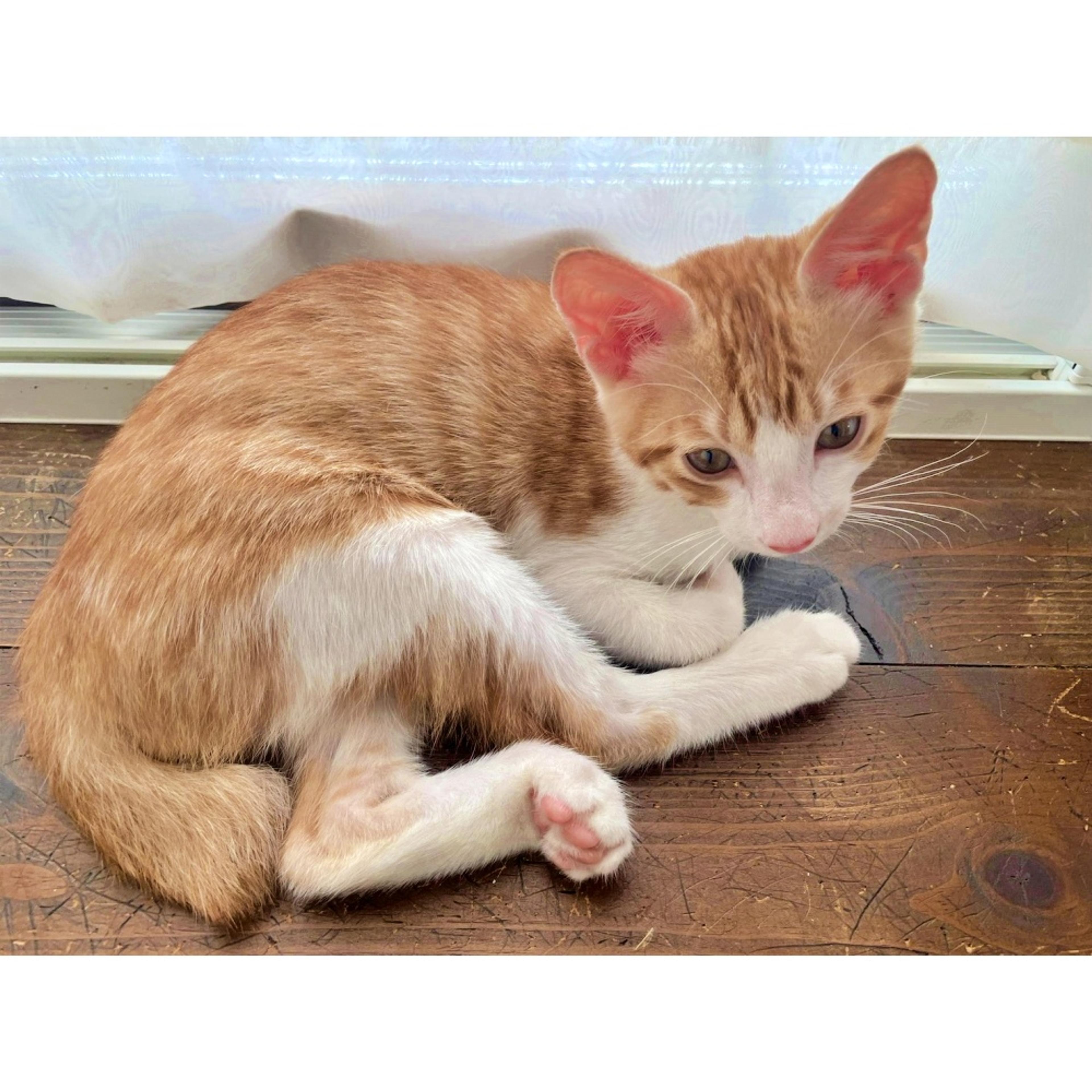 pet-image-4