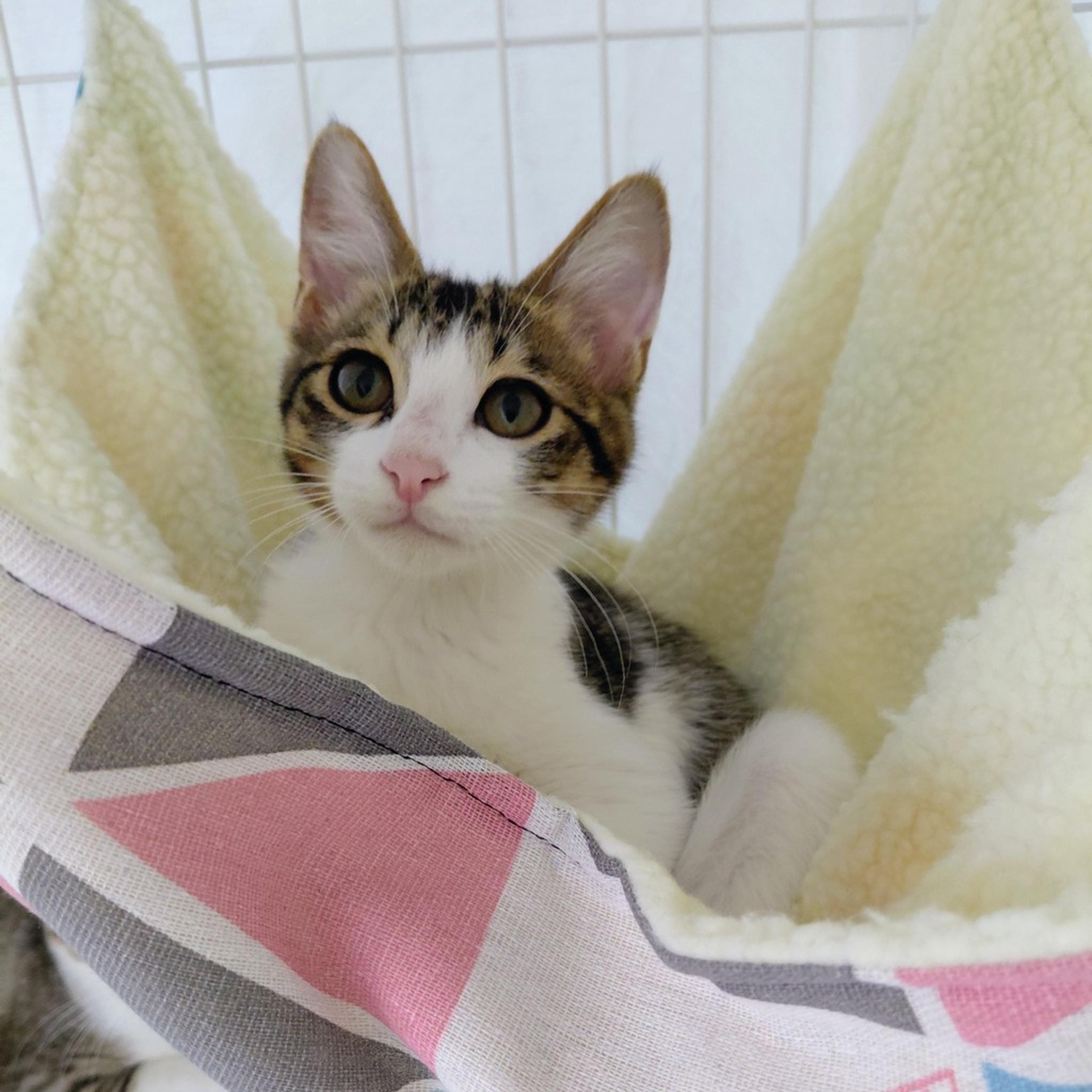 pet-image-6