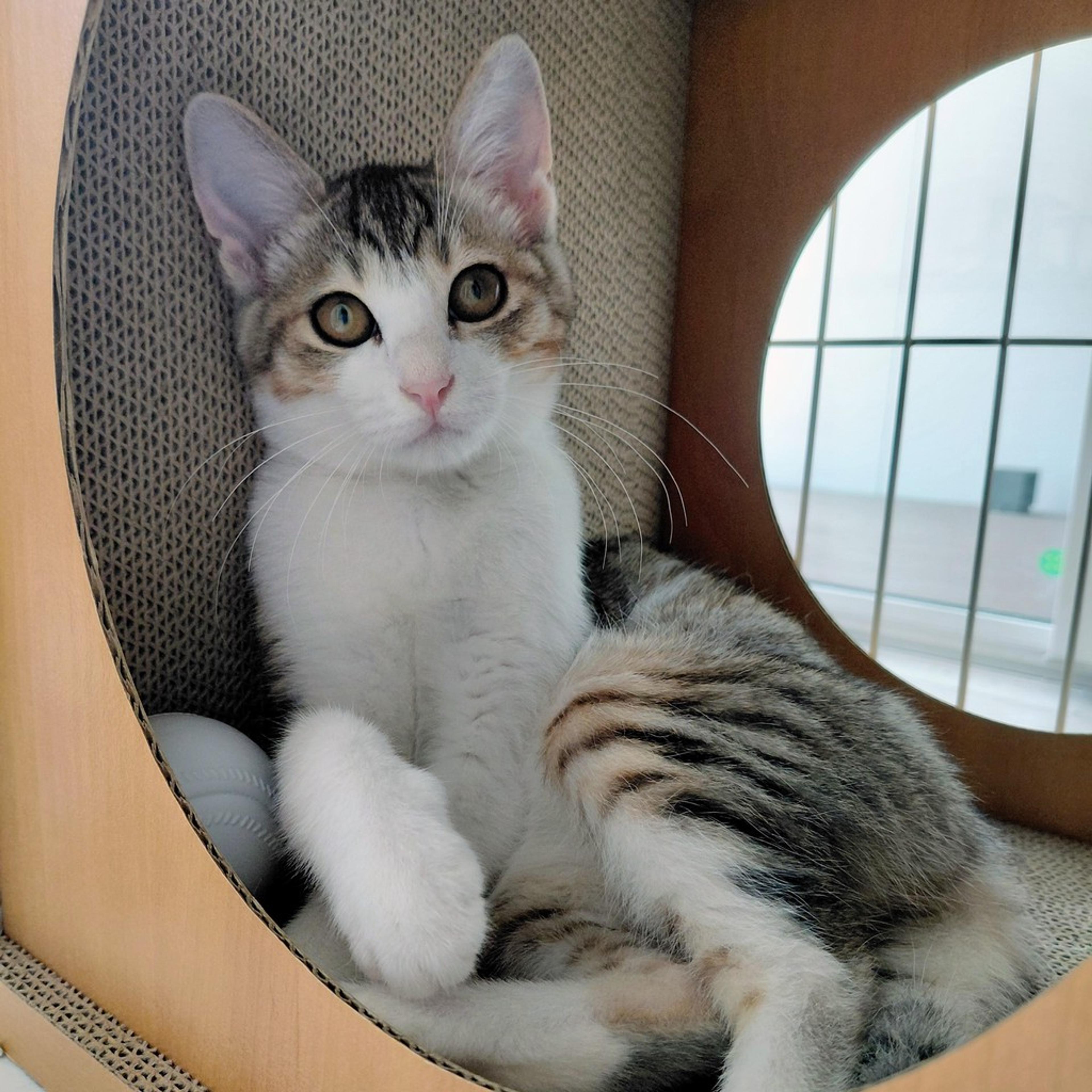 pet-image-9
