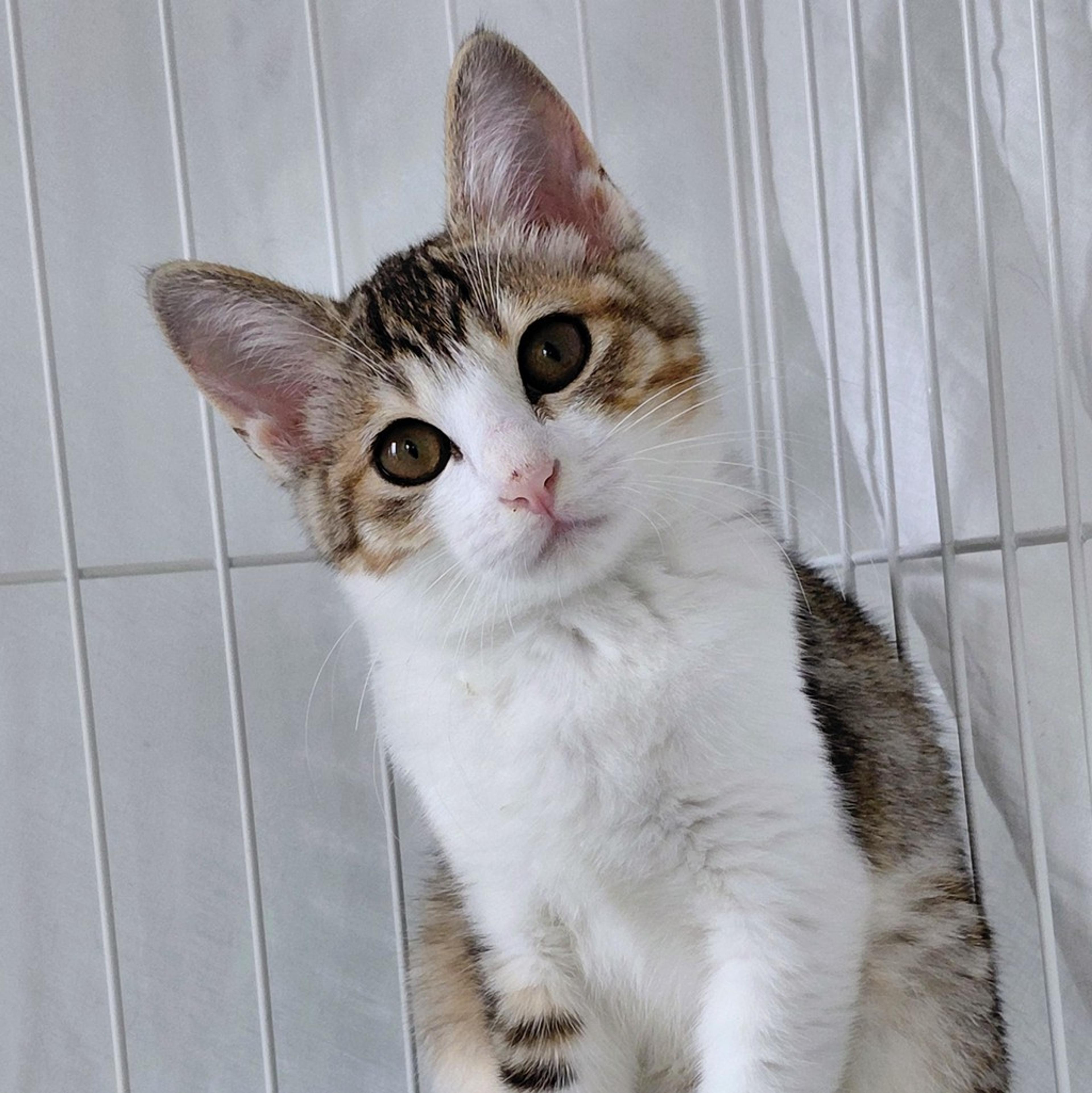 pet-image-10