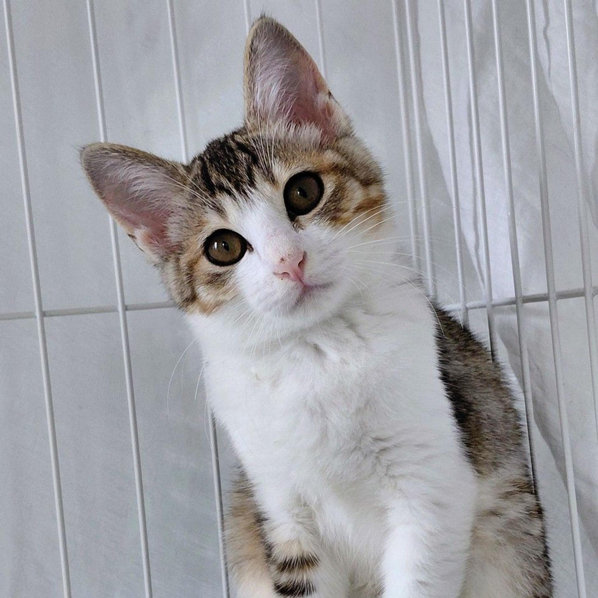 pet-image-10