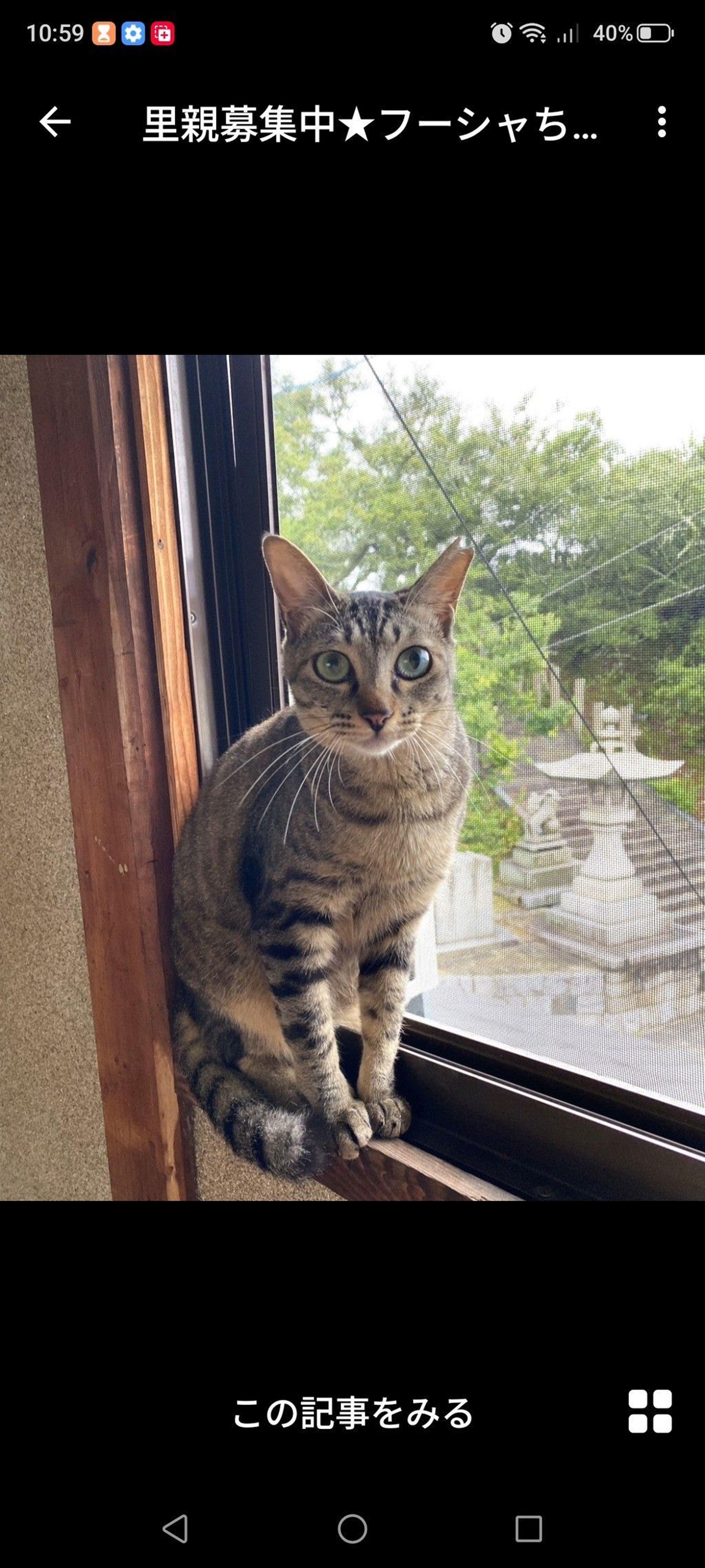 雑種（ミックス猫）・メスの里親募集の写真