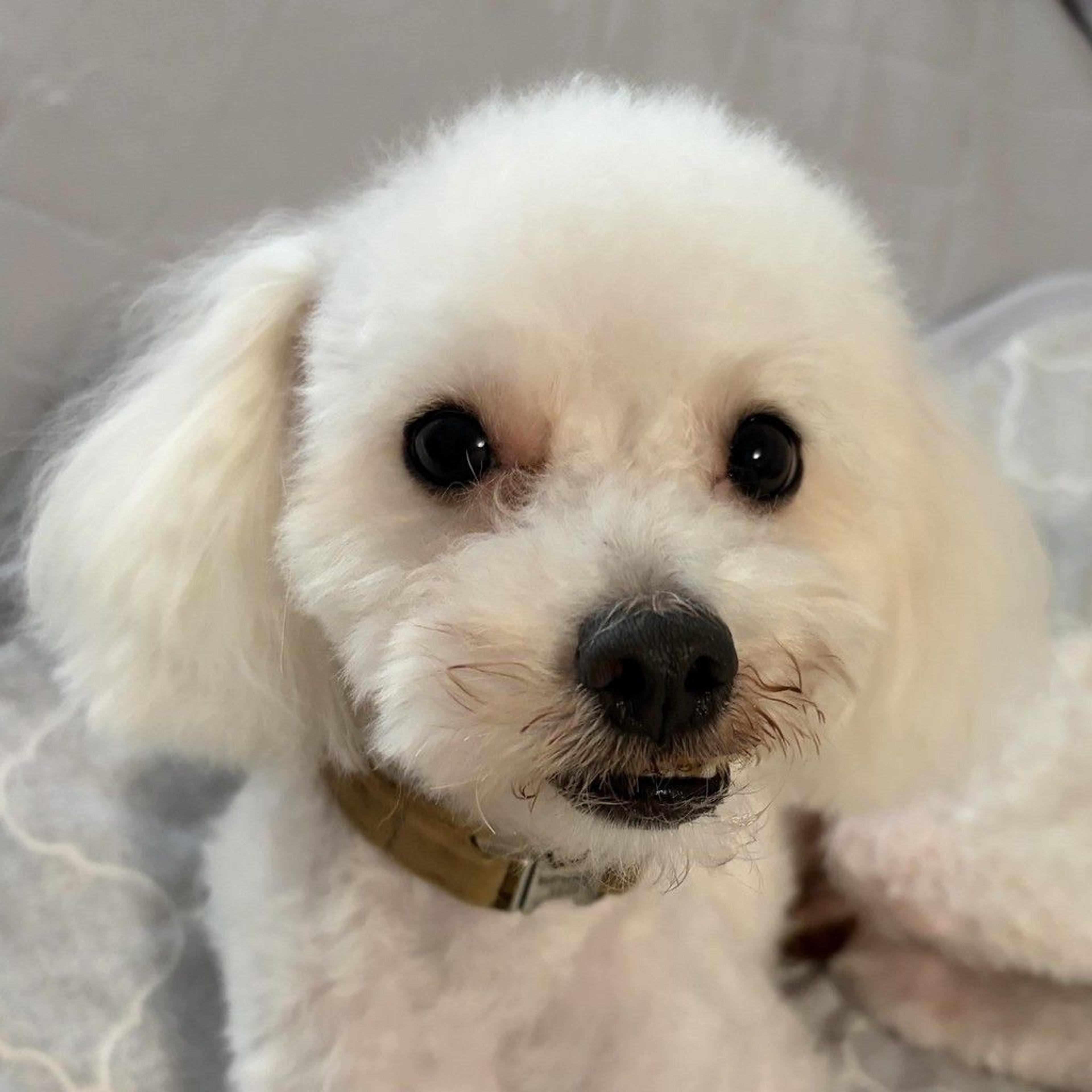 pet-image-3