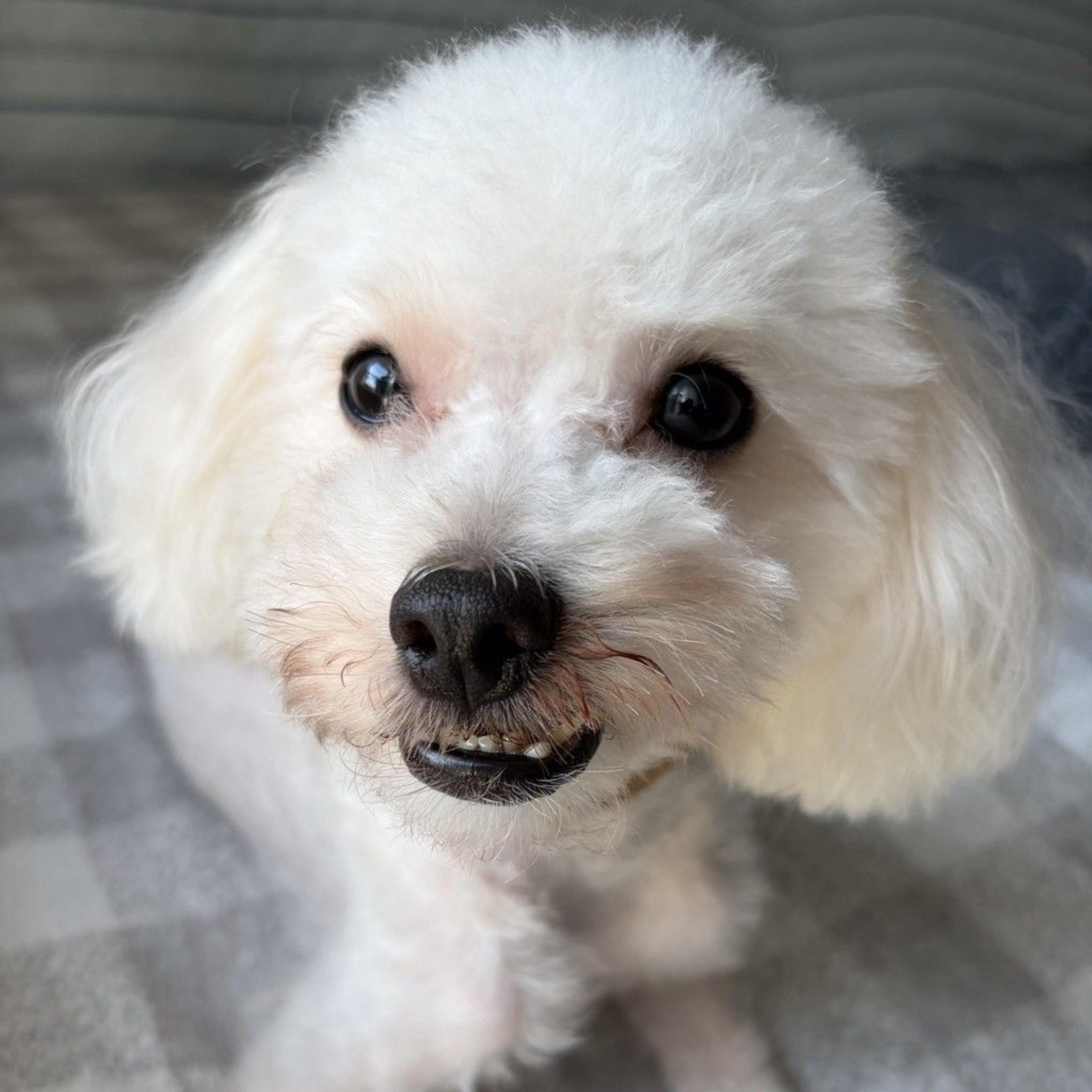 pet-image-4