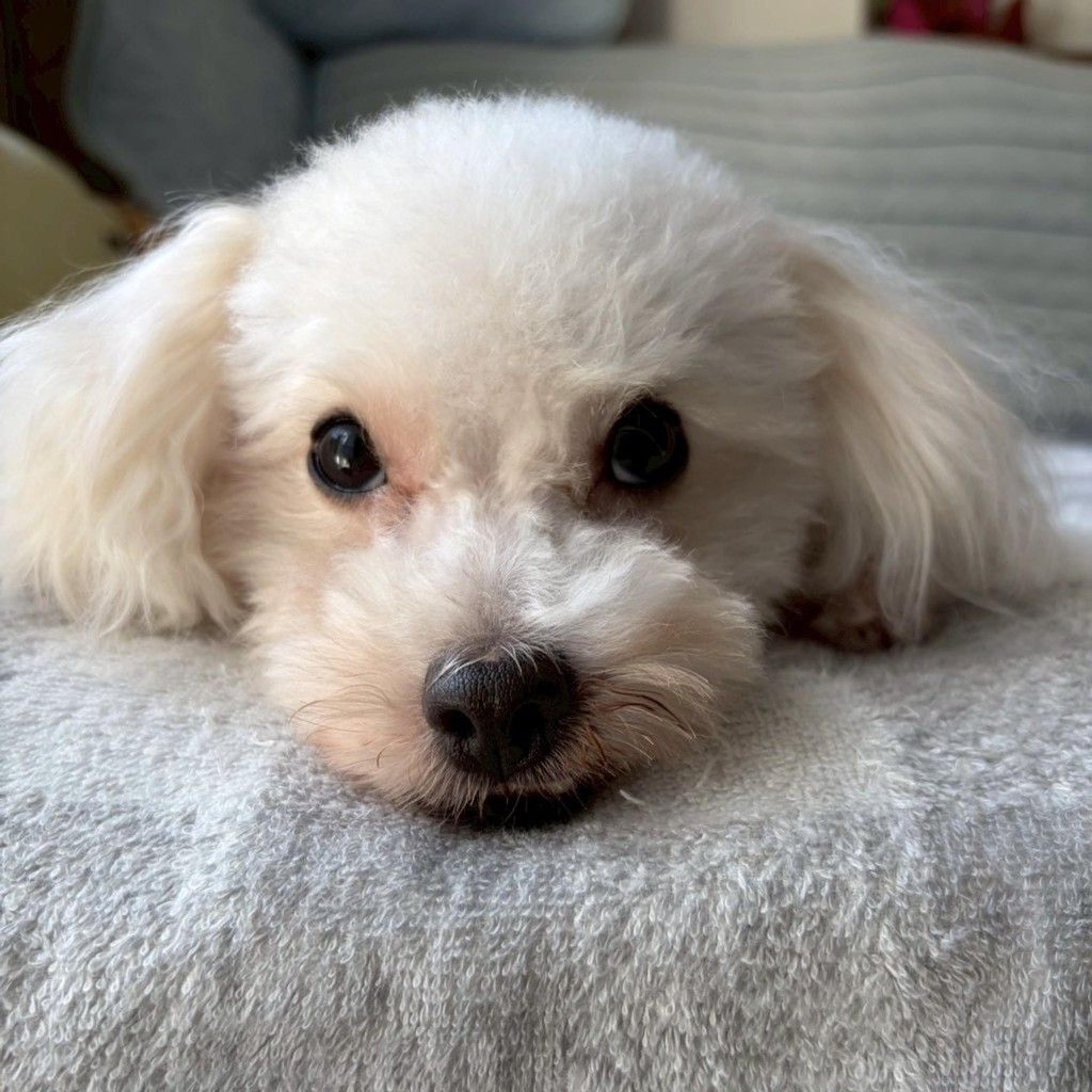 pet-image-6