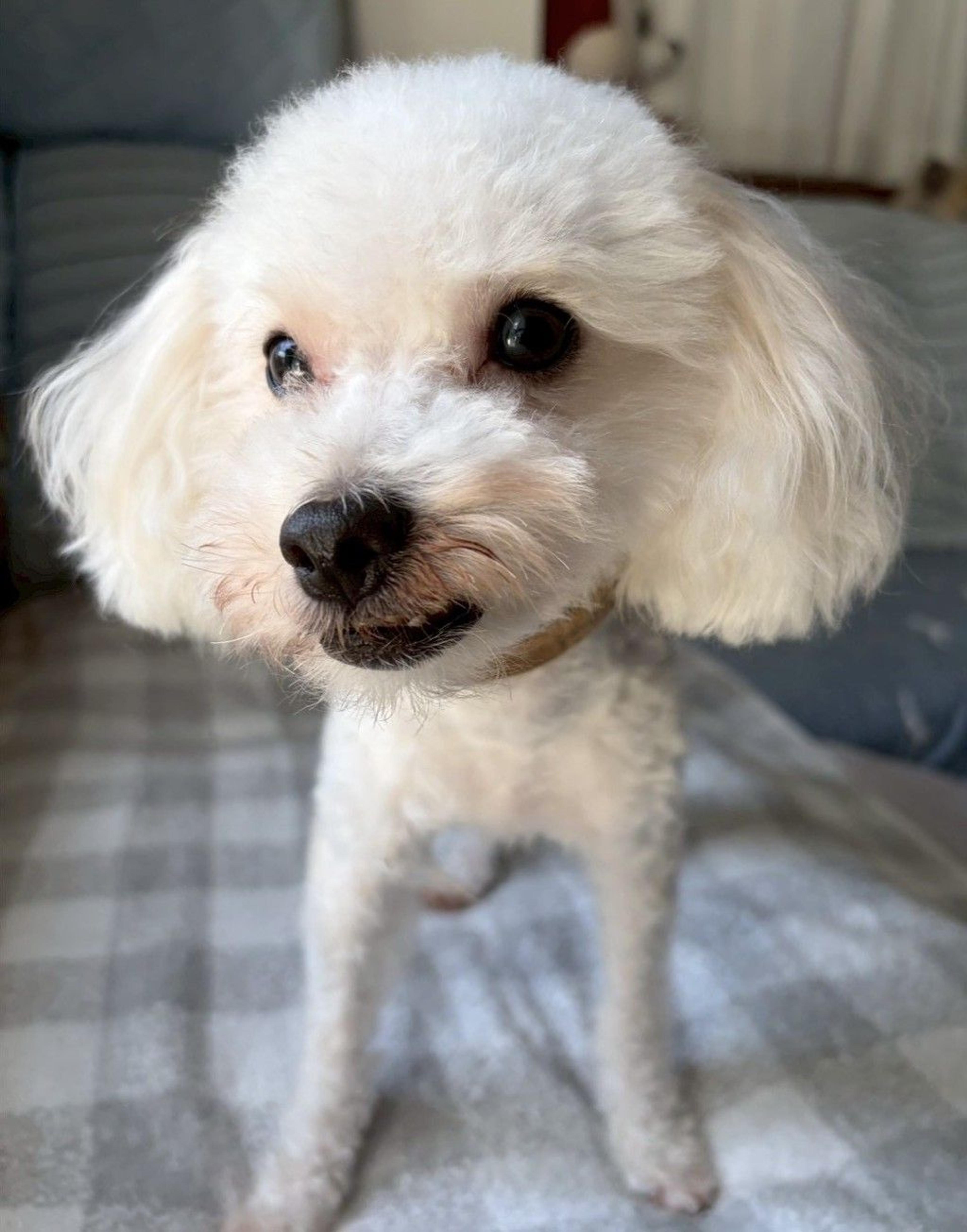 pet-image-7