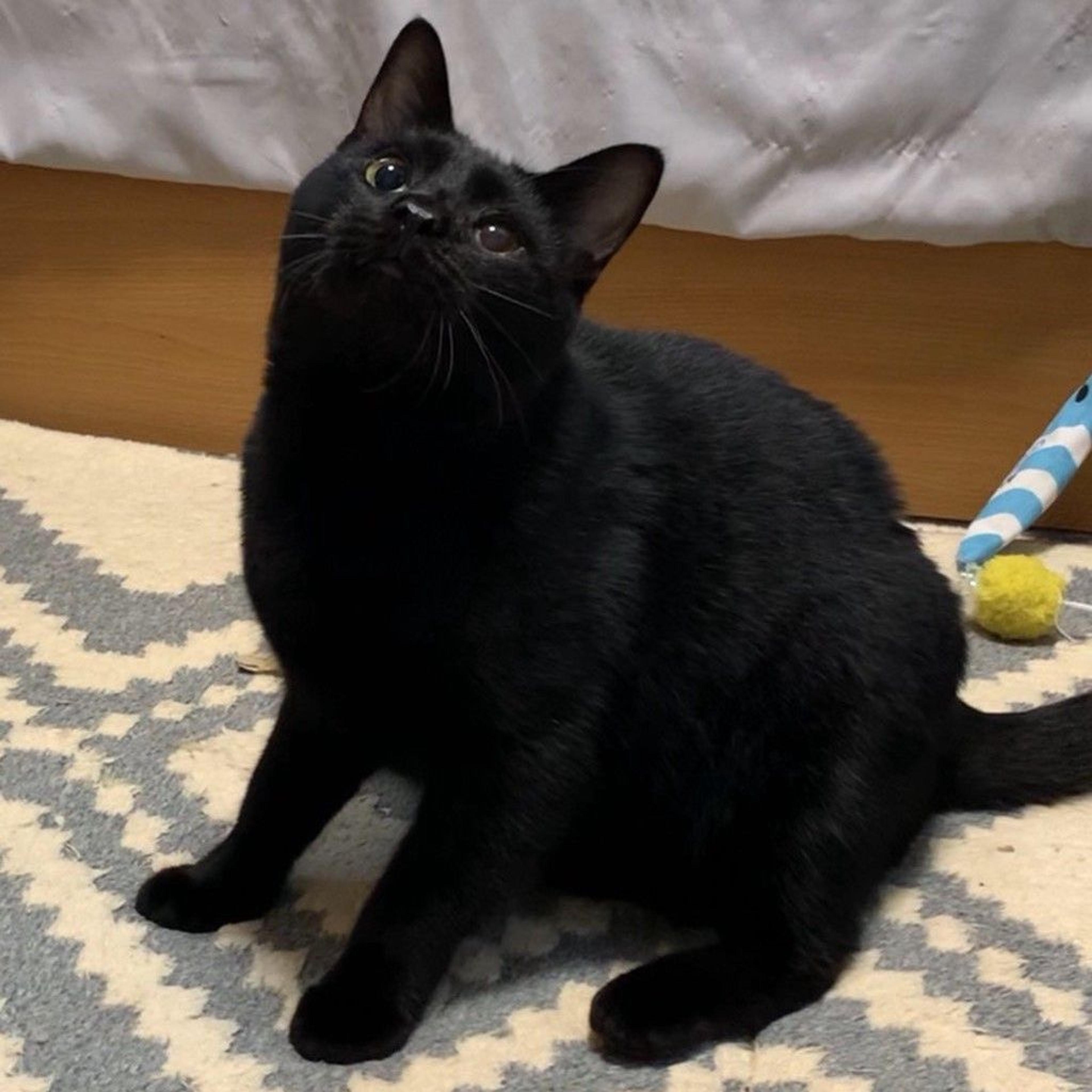 pet-image-3