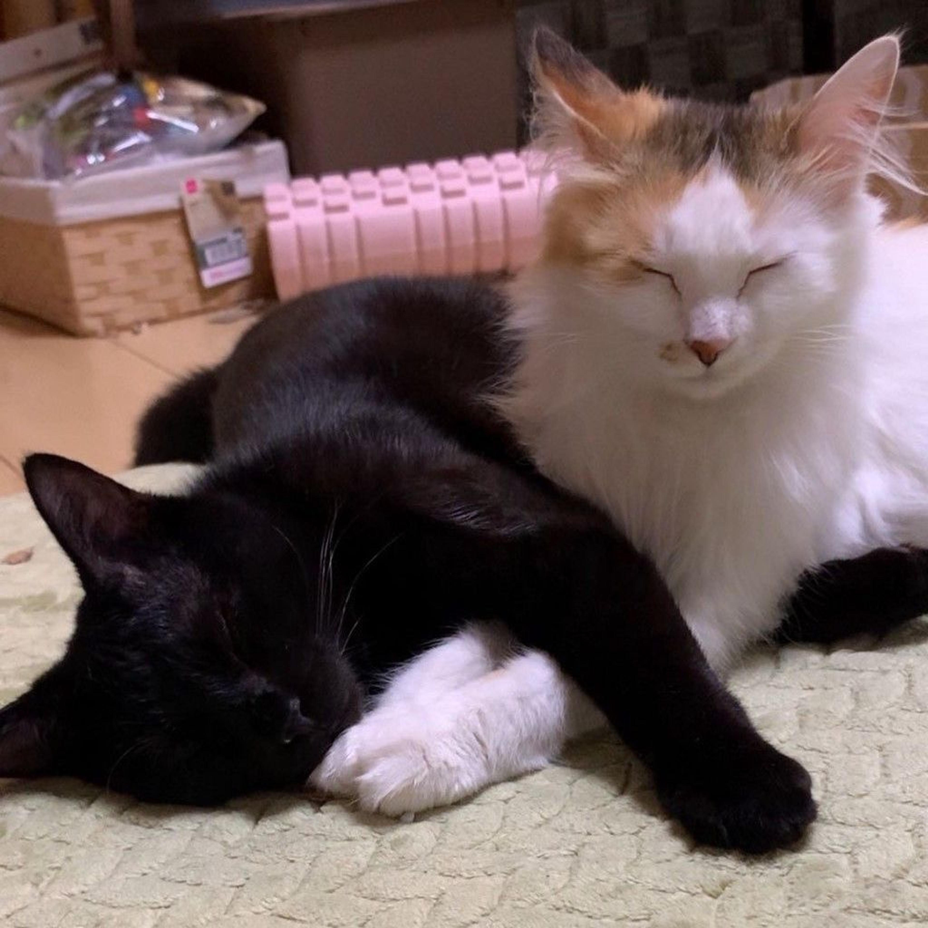pet-image-7