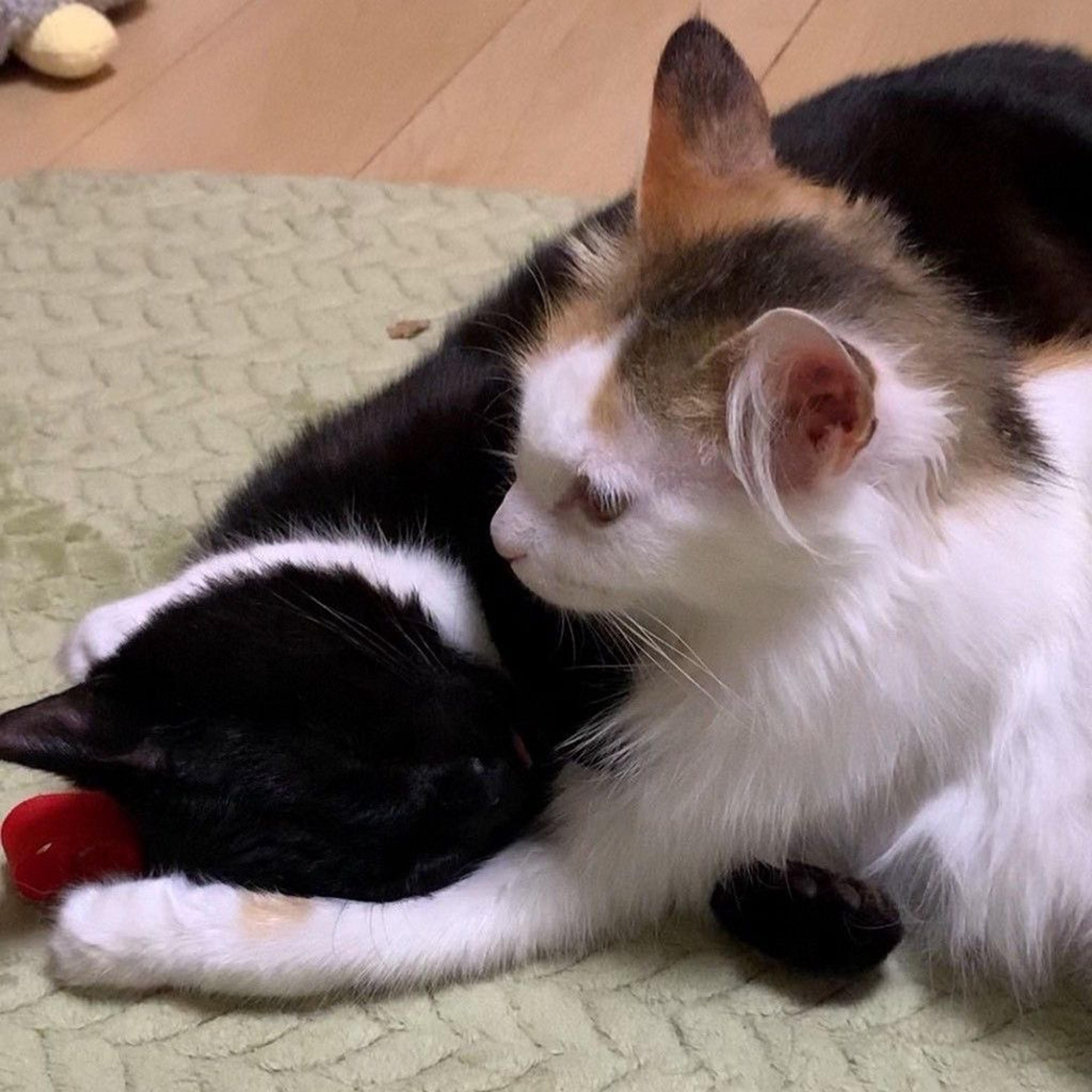 pet-image-8