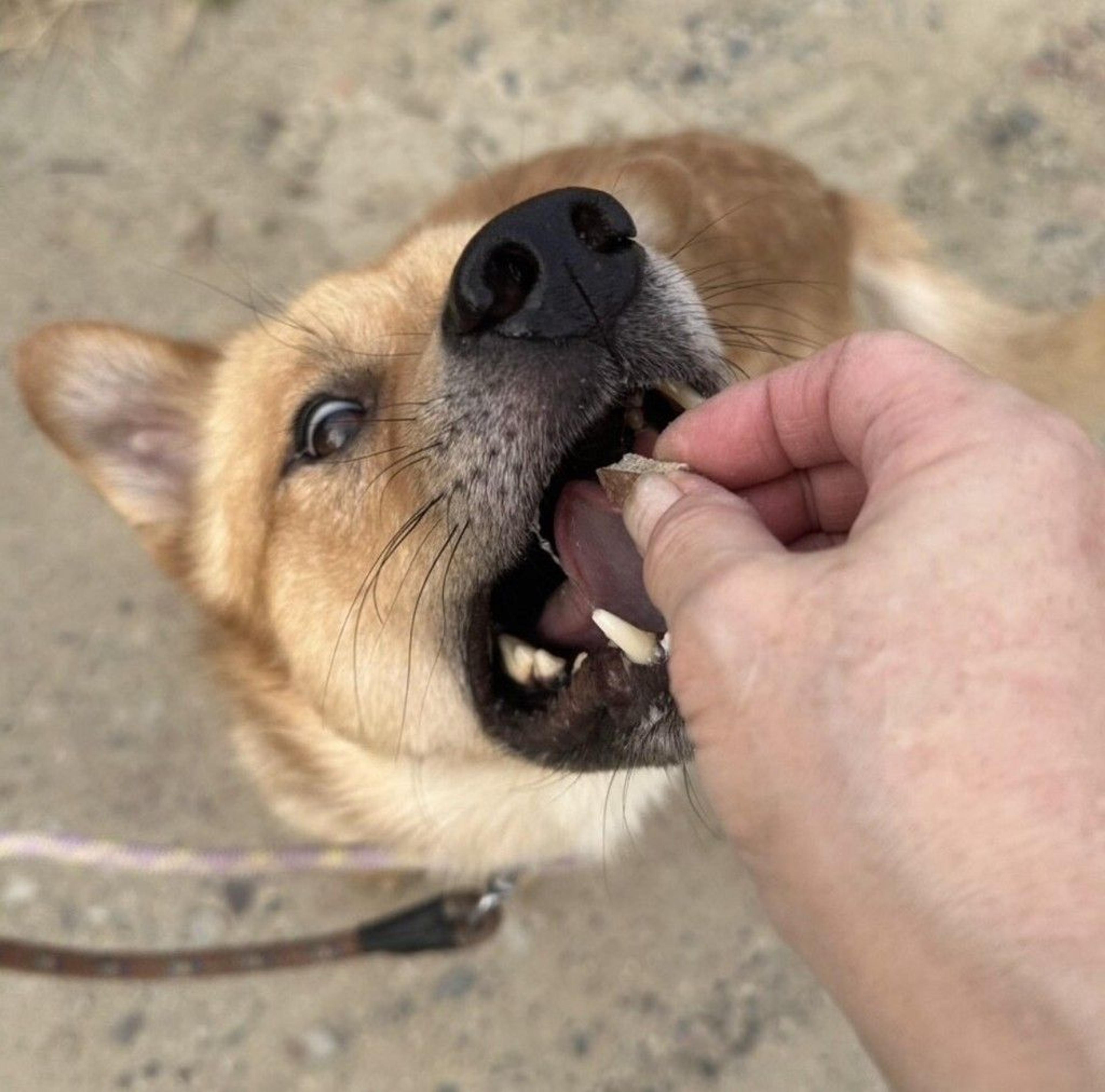 pet-image-2