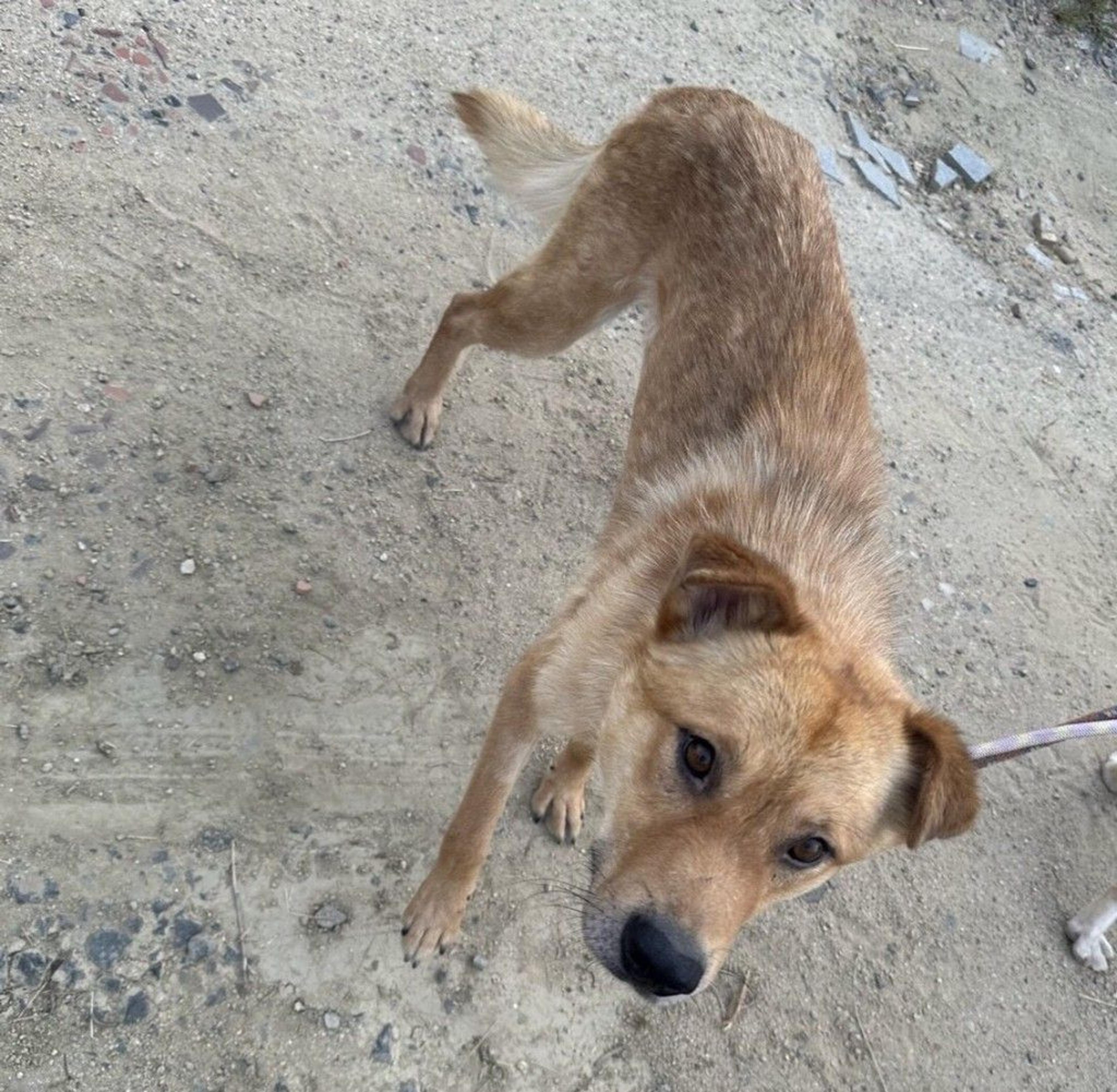 pet-image-4