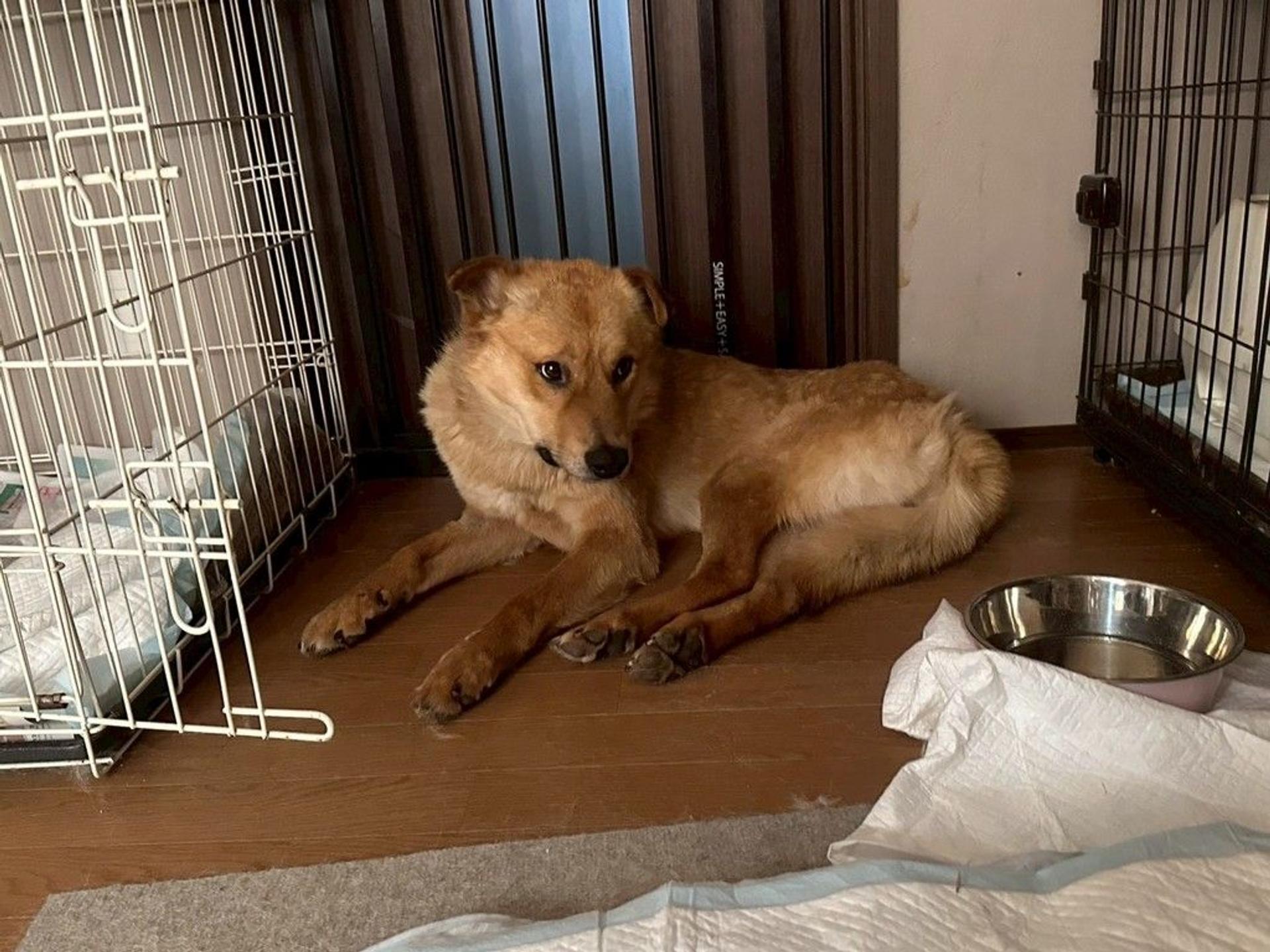 pet-image-8
