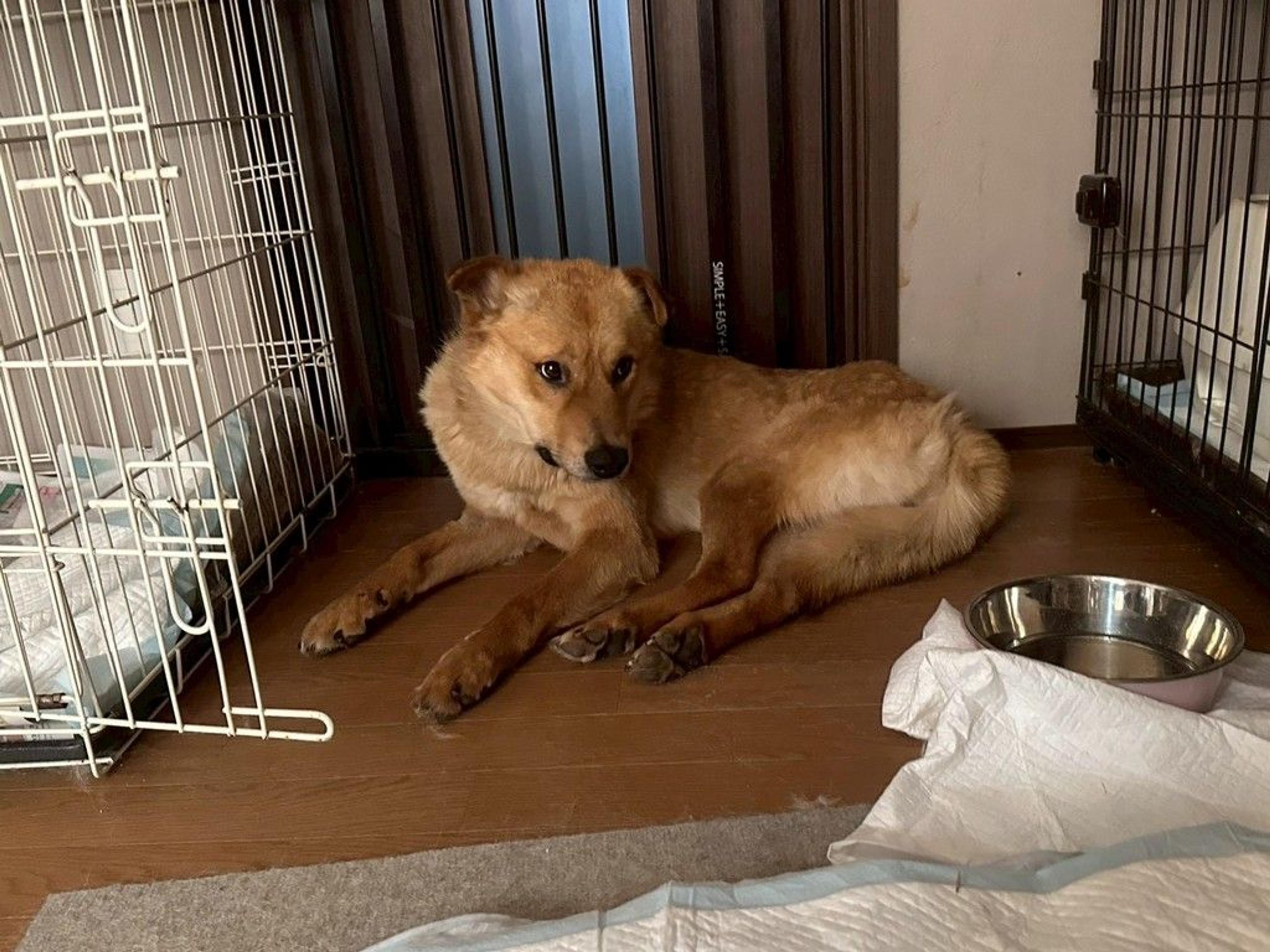 pet-image-8