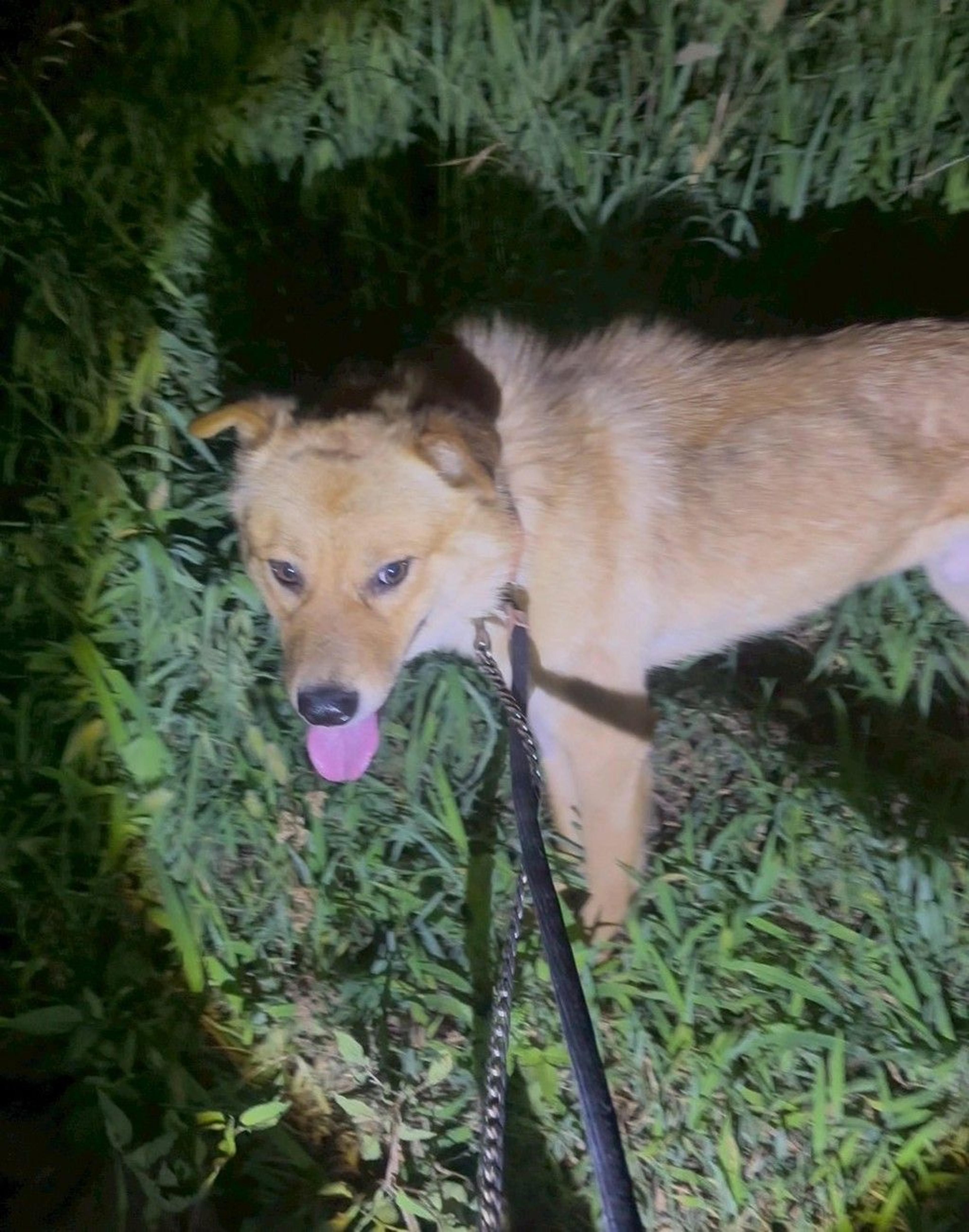 pet-image-10
