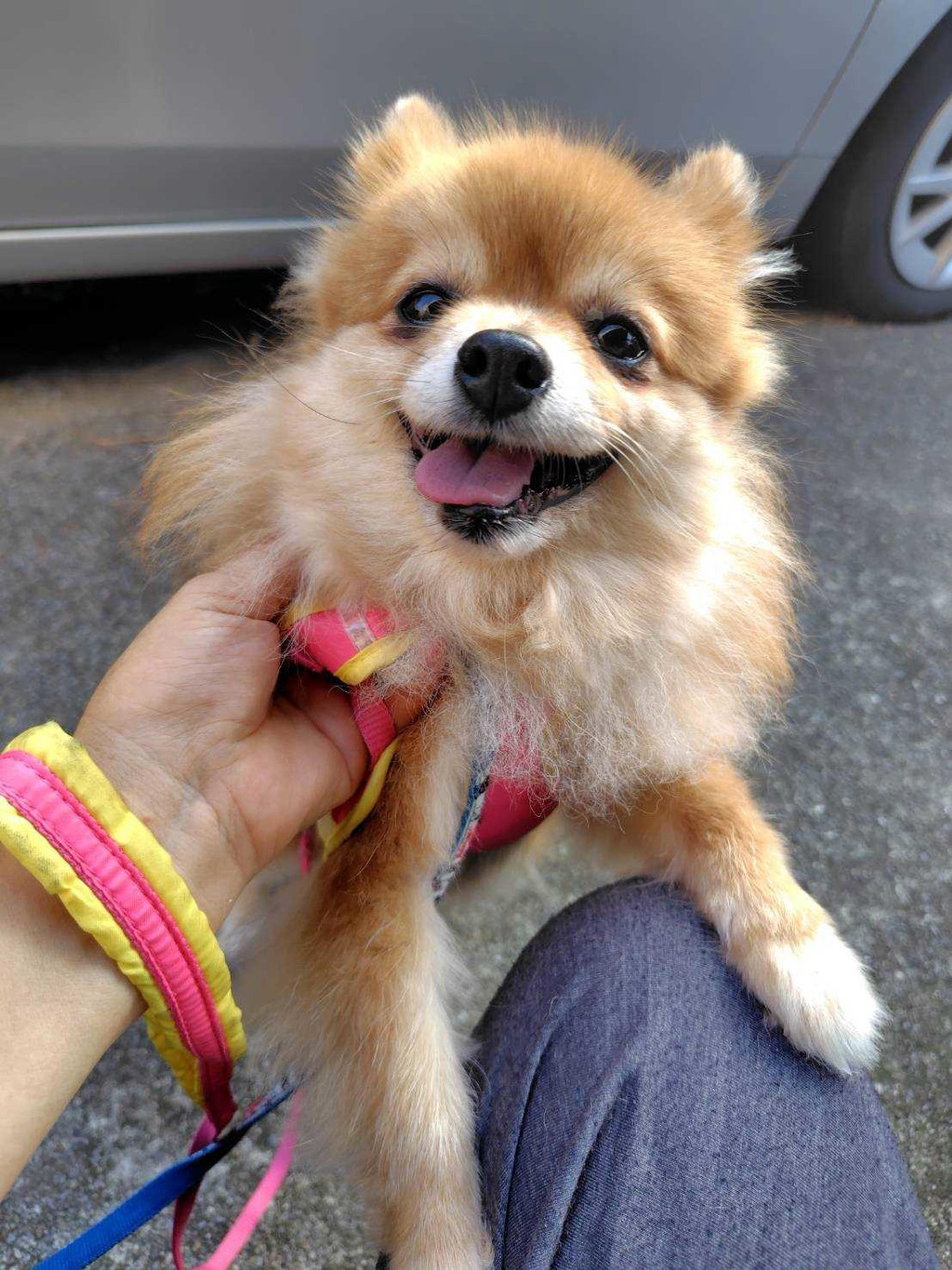 pet-image-3