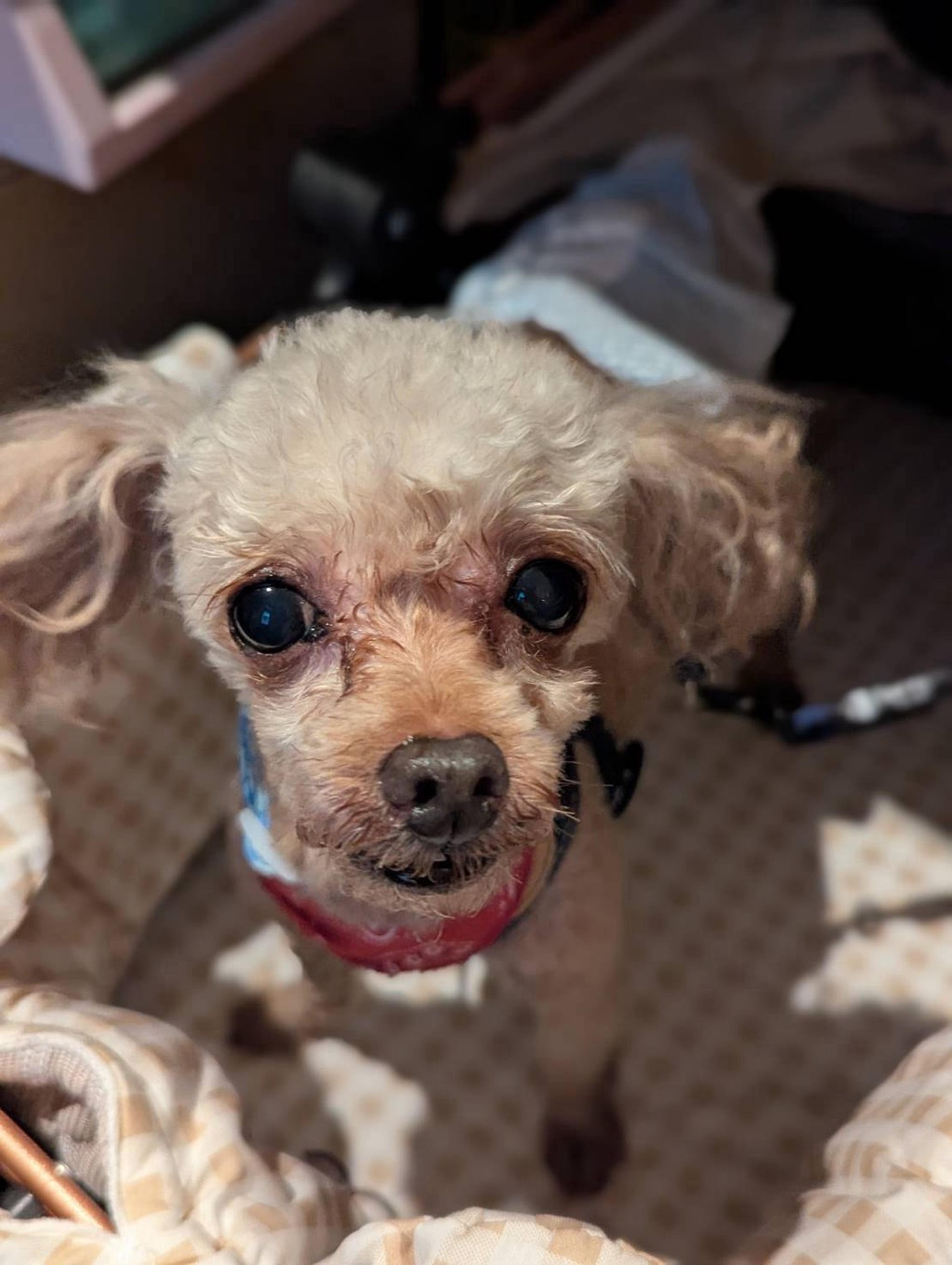 pet-image-3