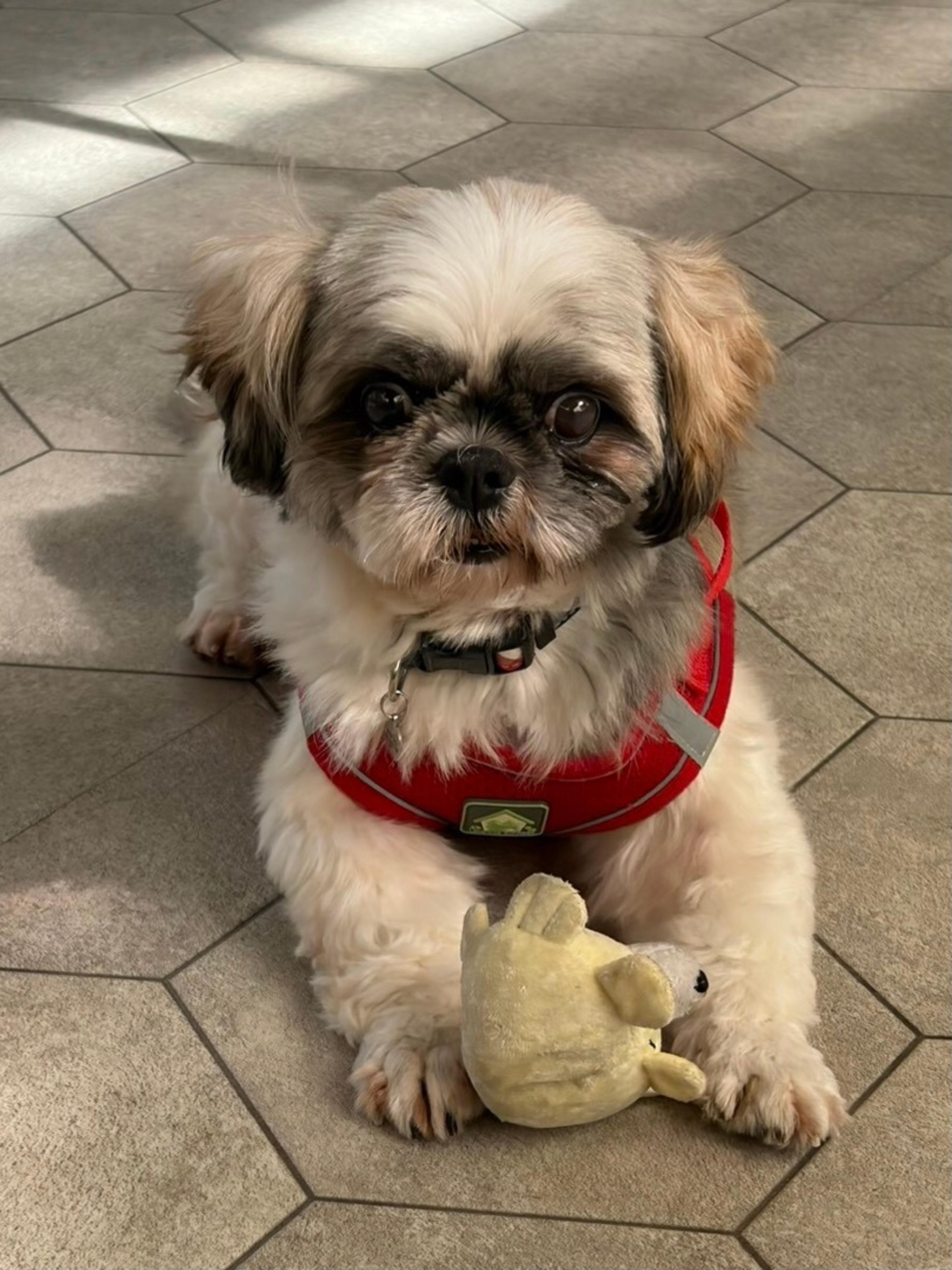 pet-image-2