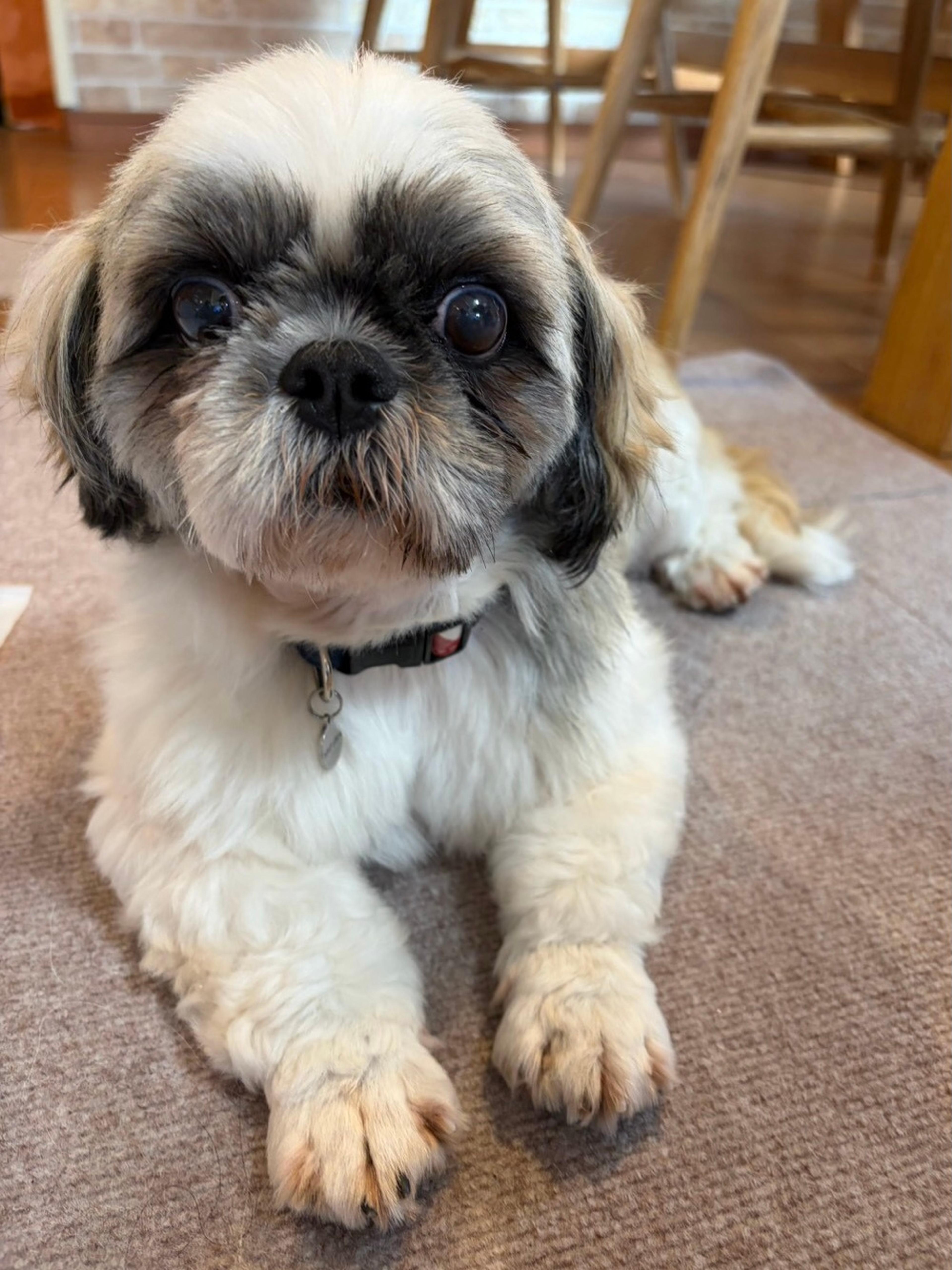 pet-image-3