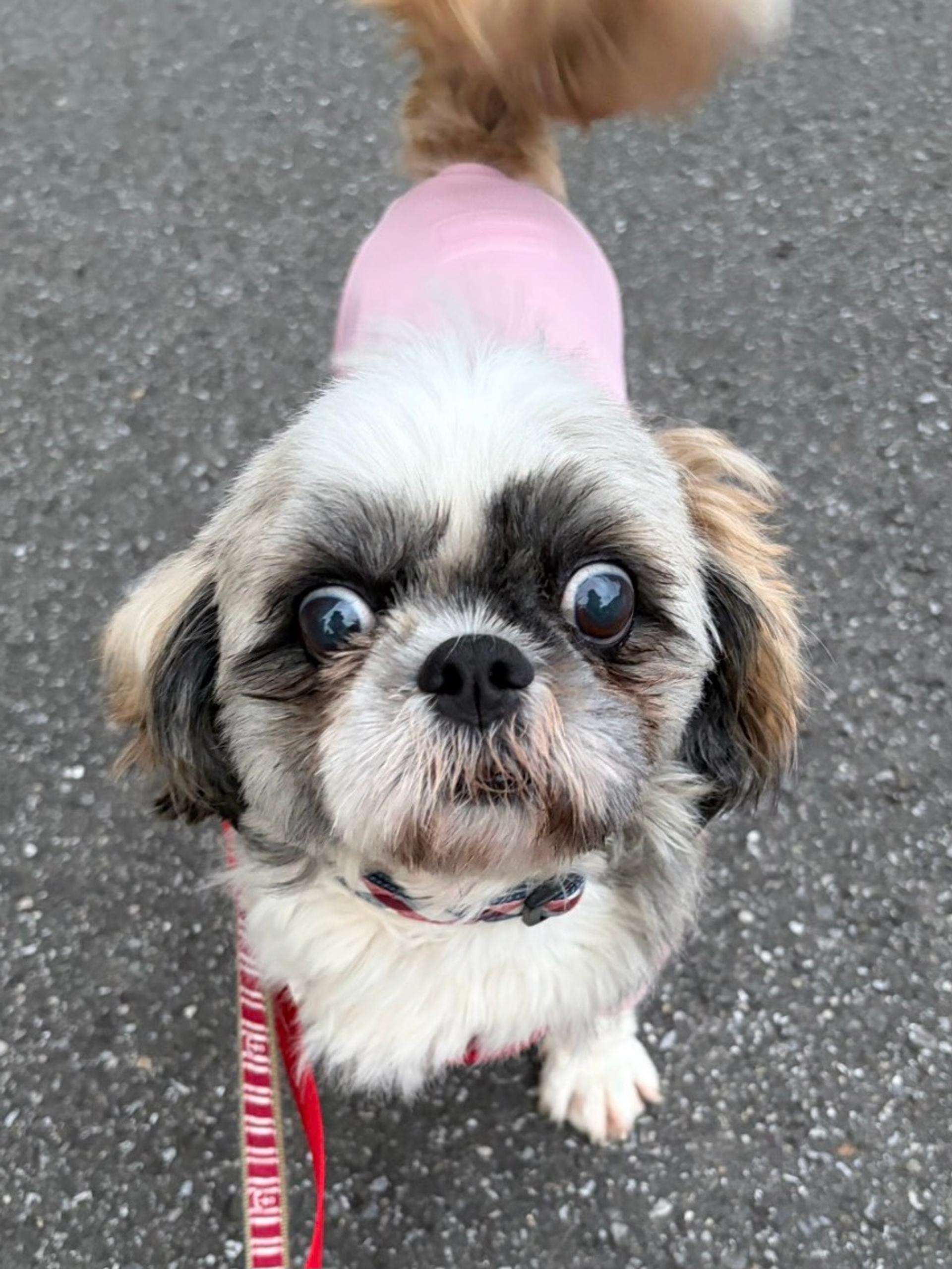 pet-image-4