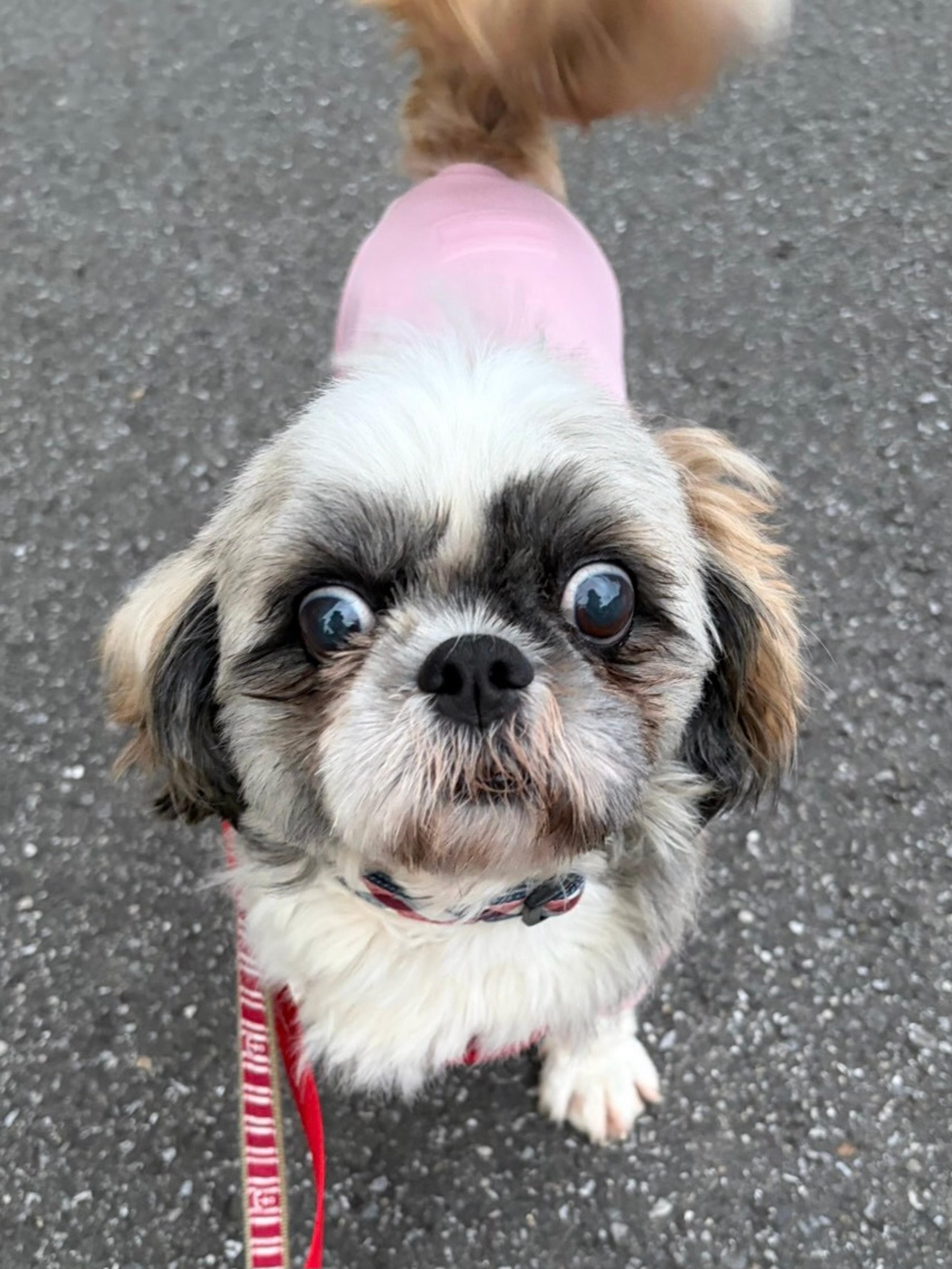pet-image-4