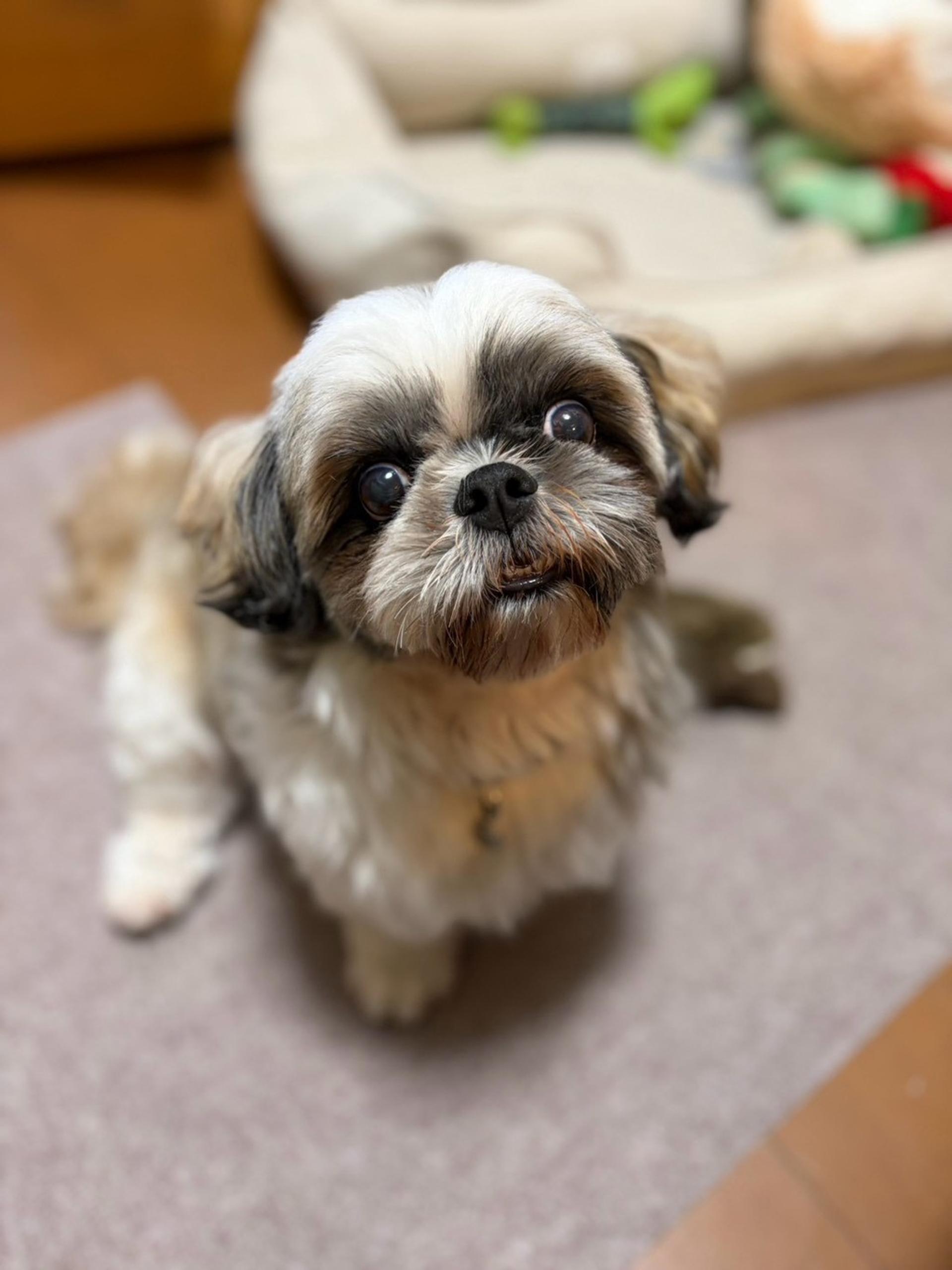 pet-image-2
