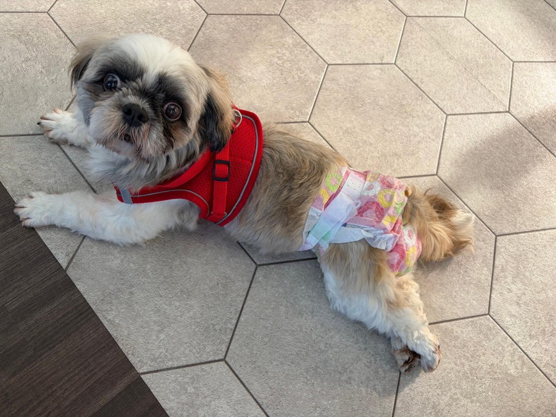 pet-image-6