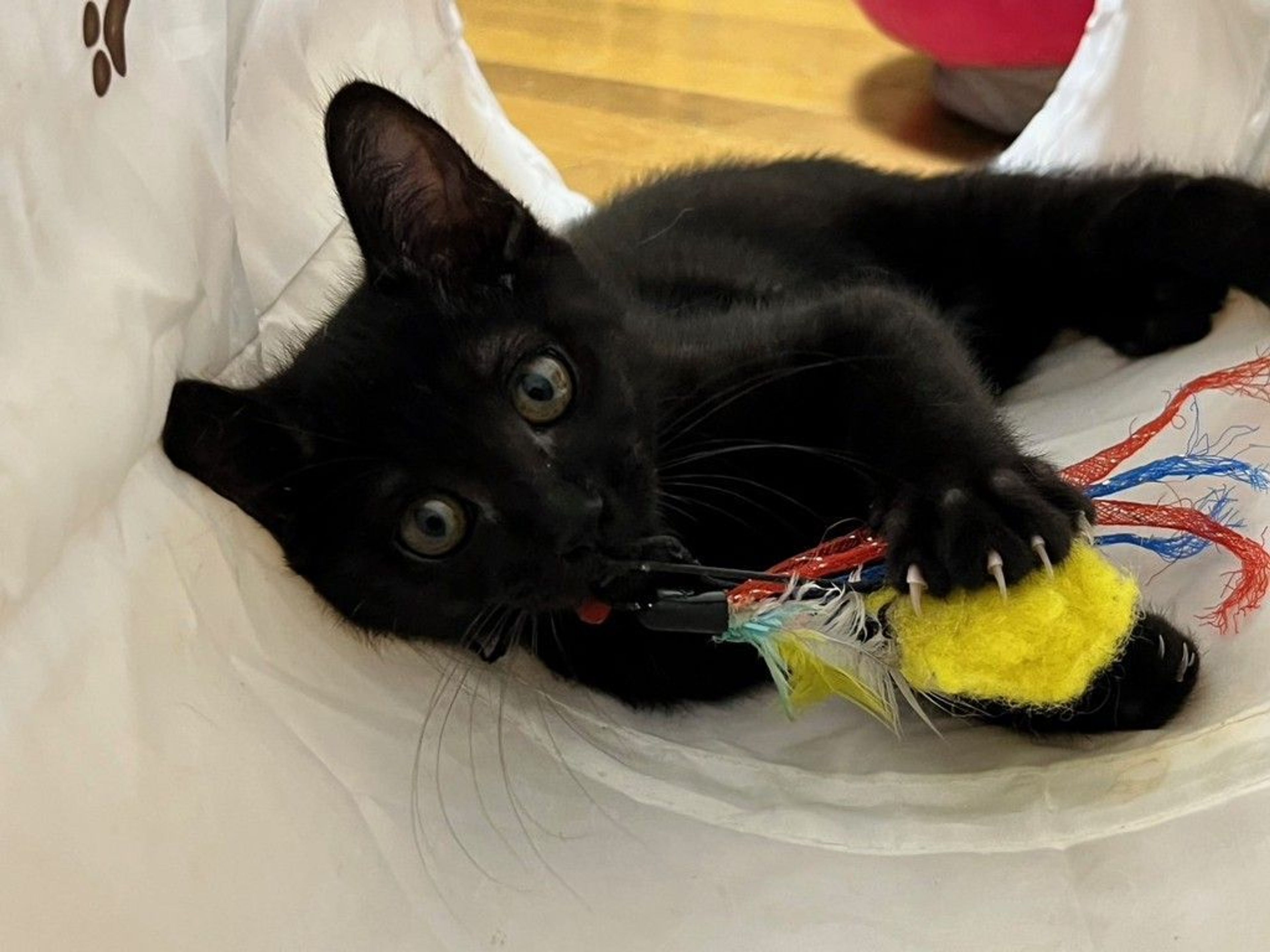 雑種（ミックス猫）・オスの里親募集の写真