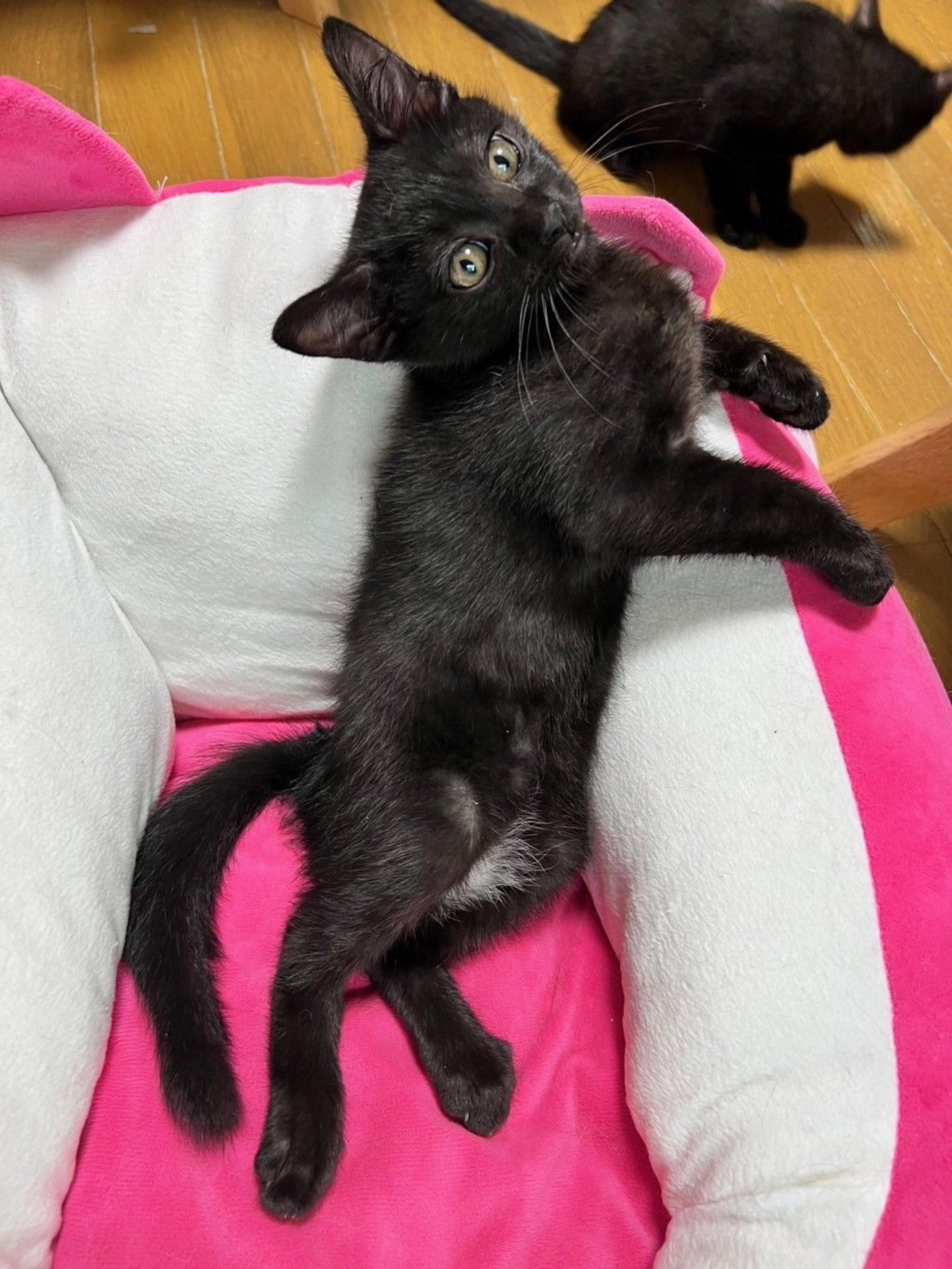 pet-image-5