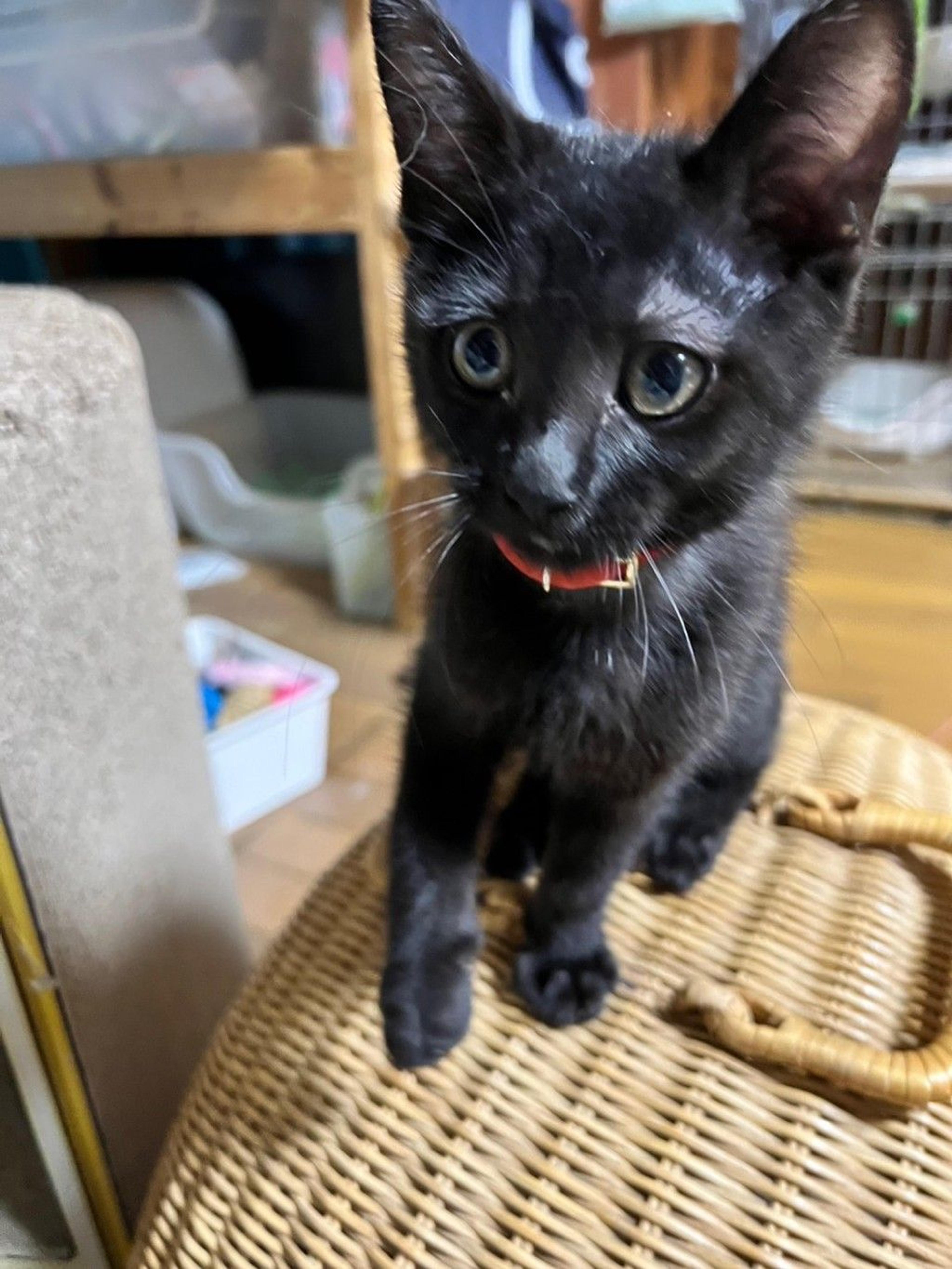 pet-image-6