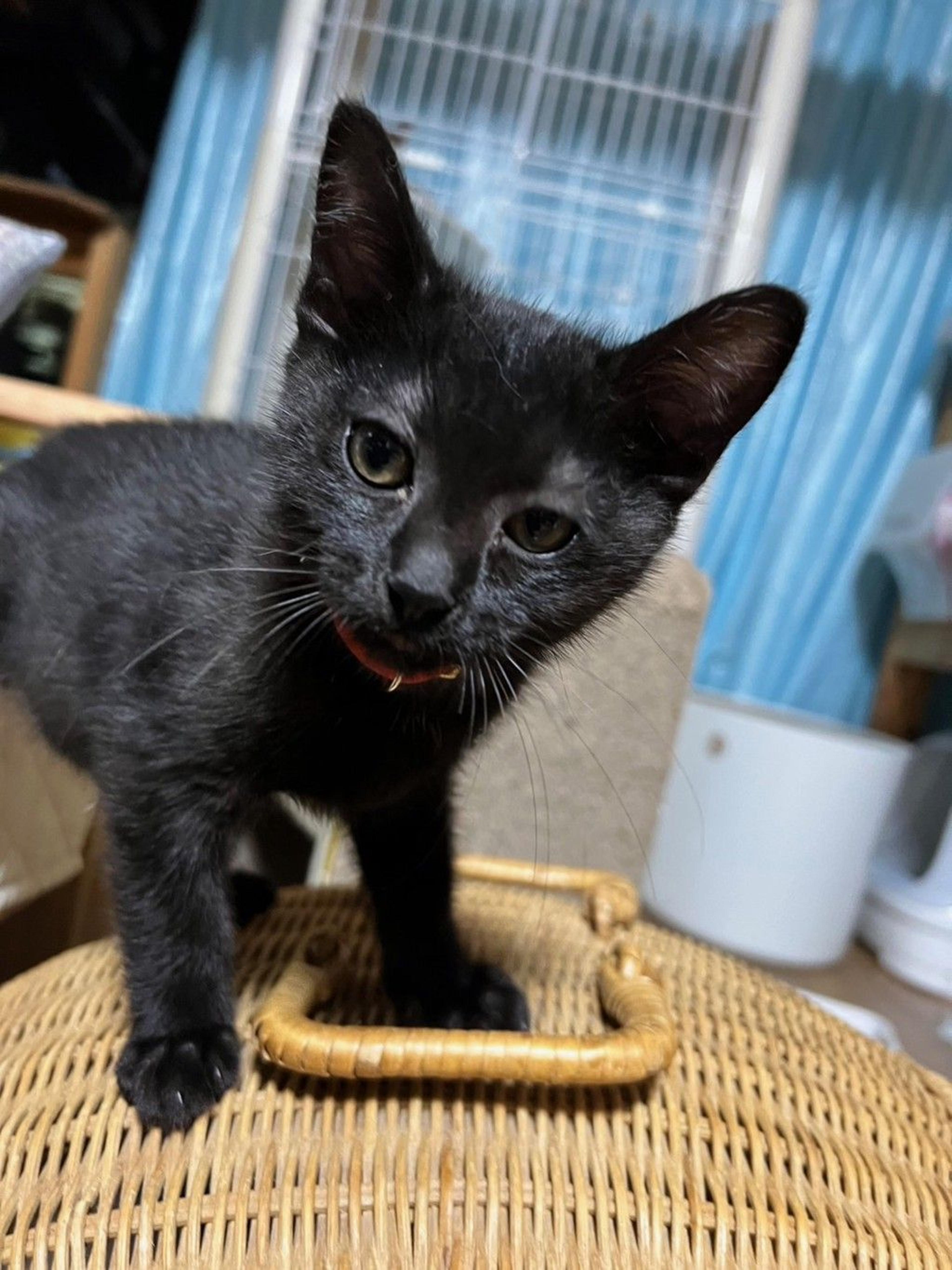 pet-image-8
