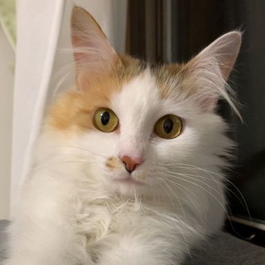 長毛三毛 サニーちゃんの写真