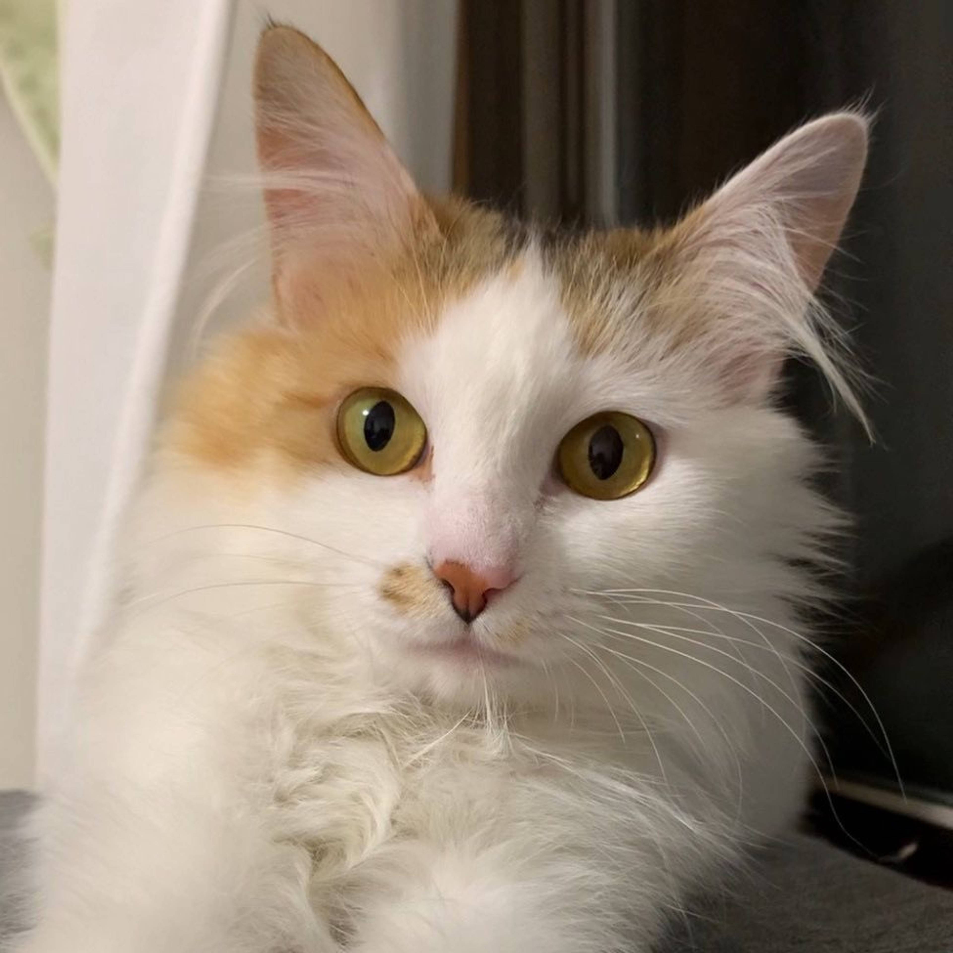 雑種（ミックス猫）・メスの里親募集の写真