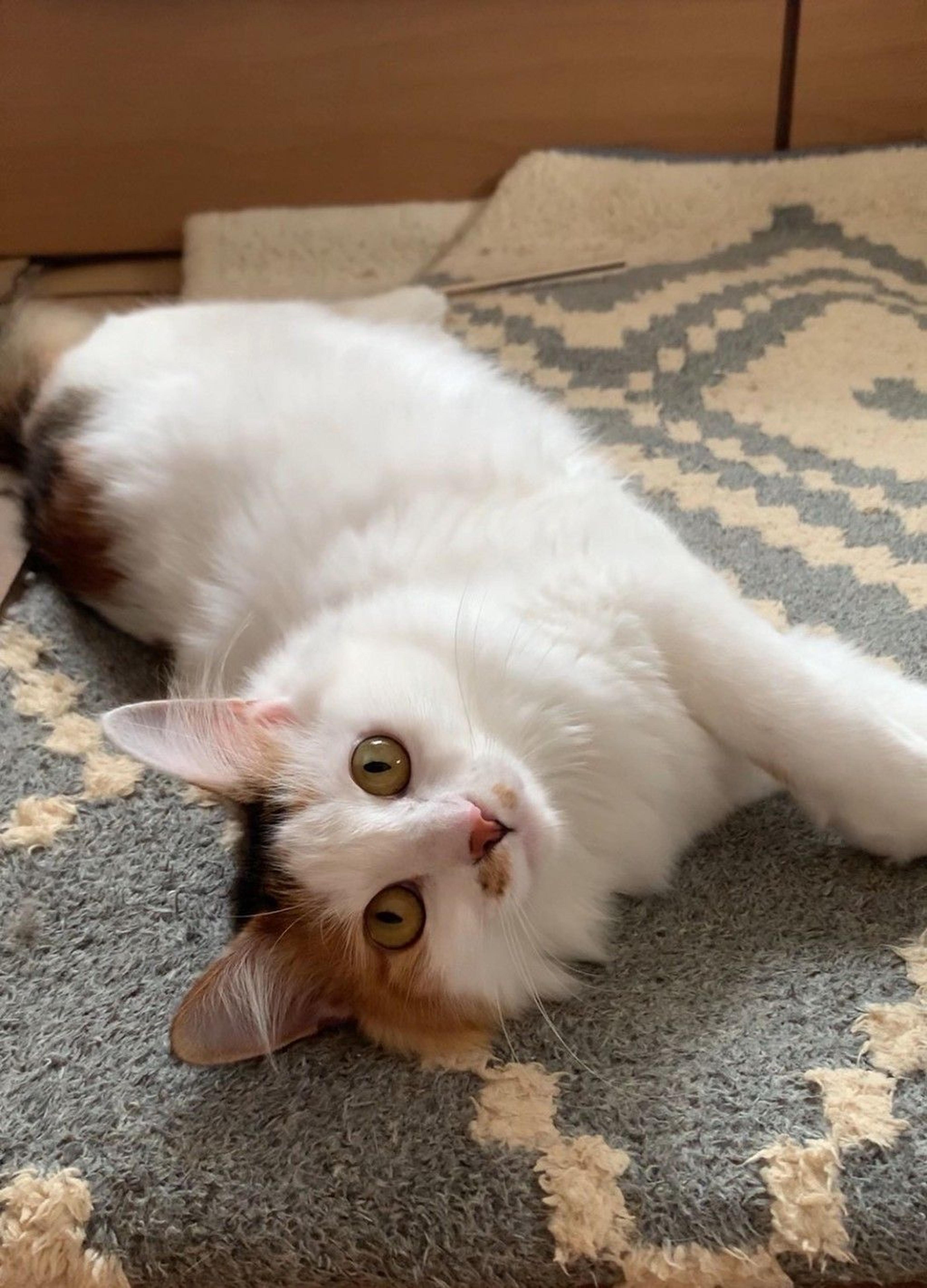 pet-image-2