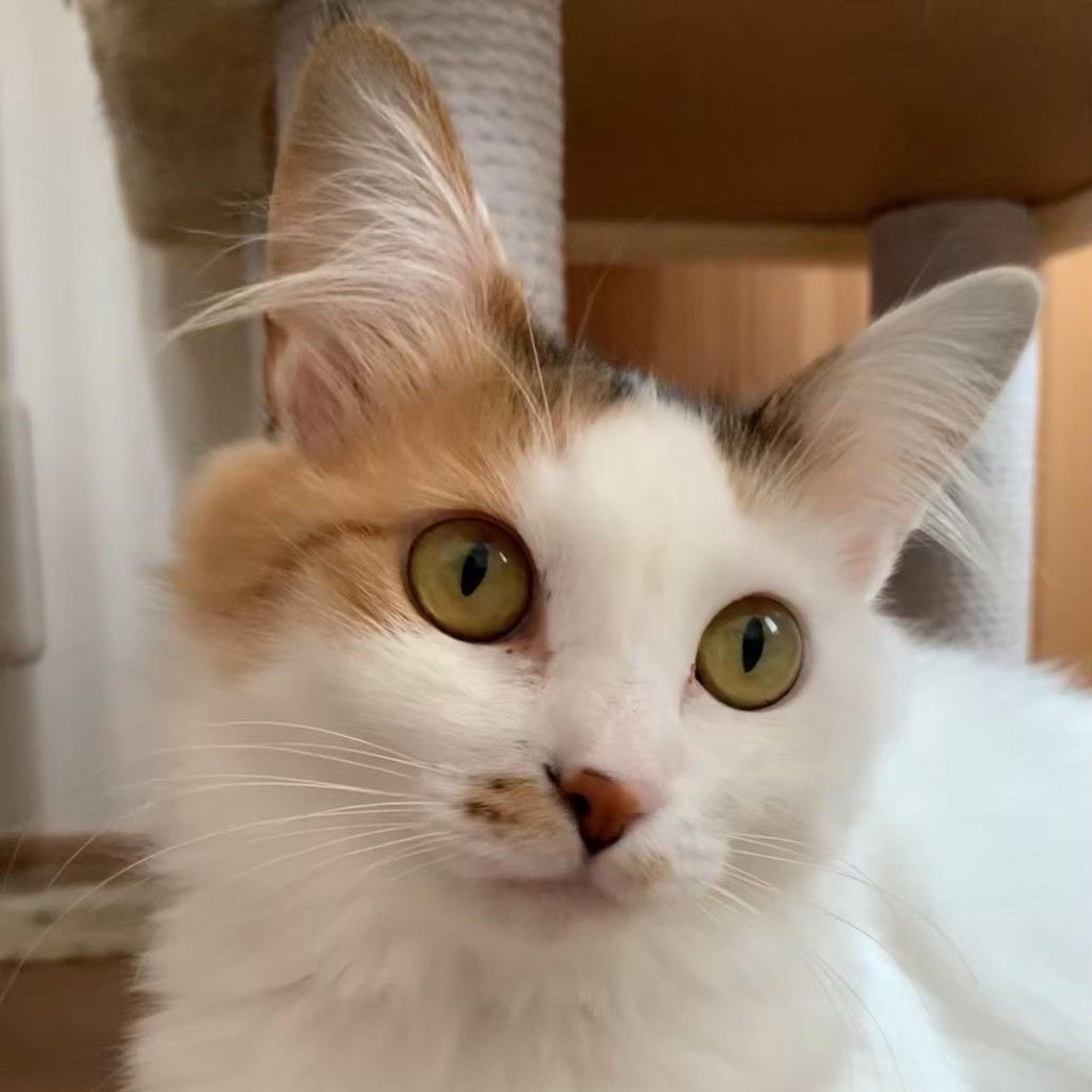 pet-image-3