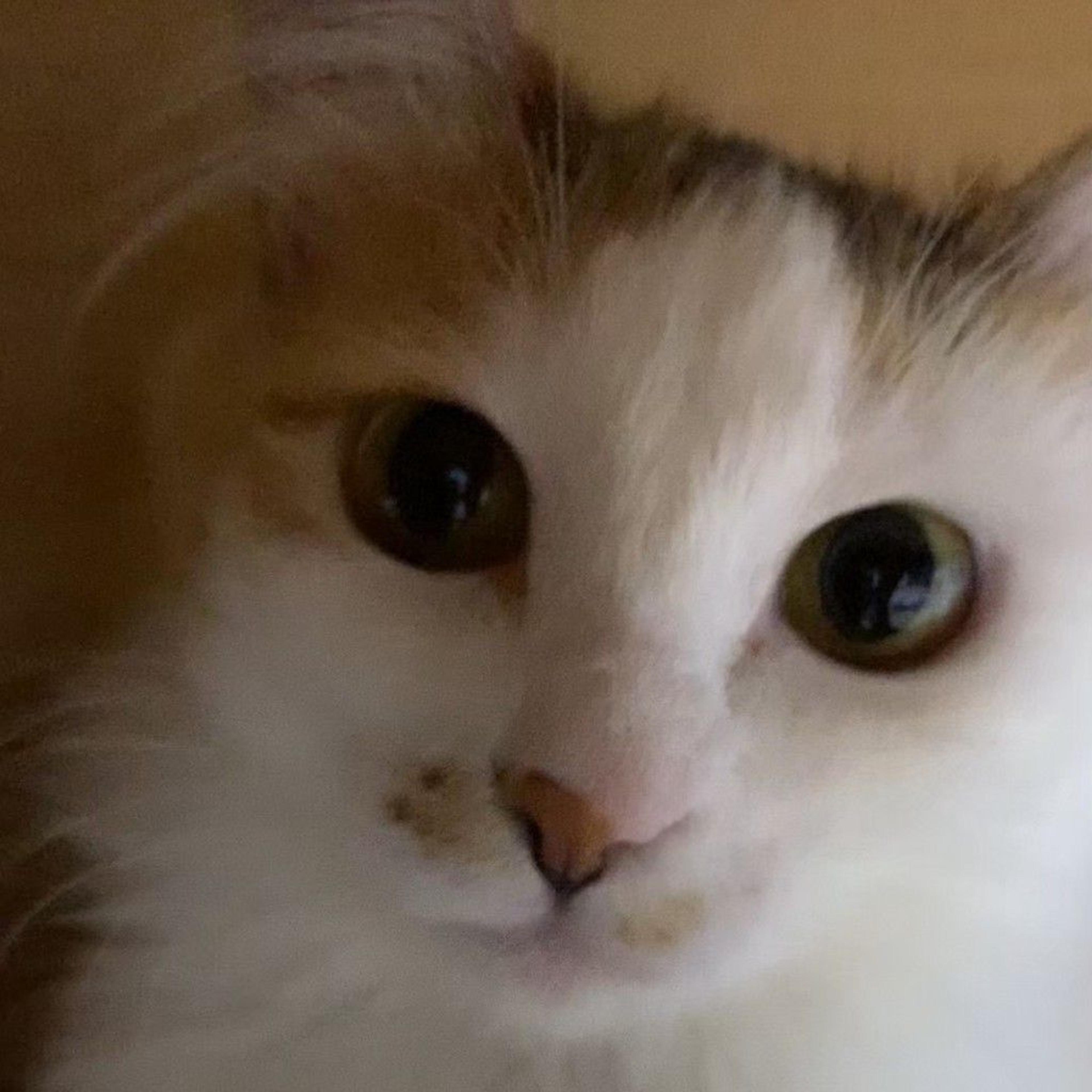 pet-image-4