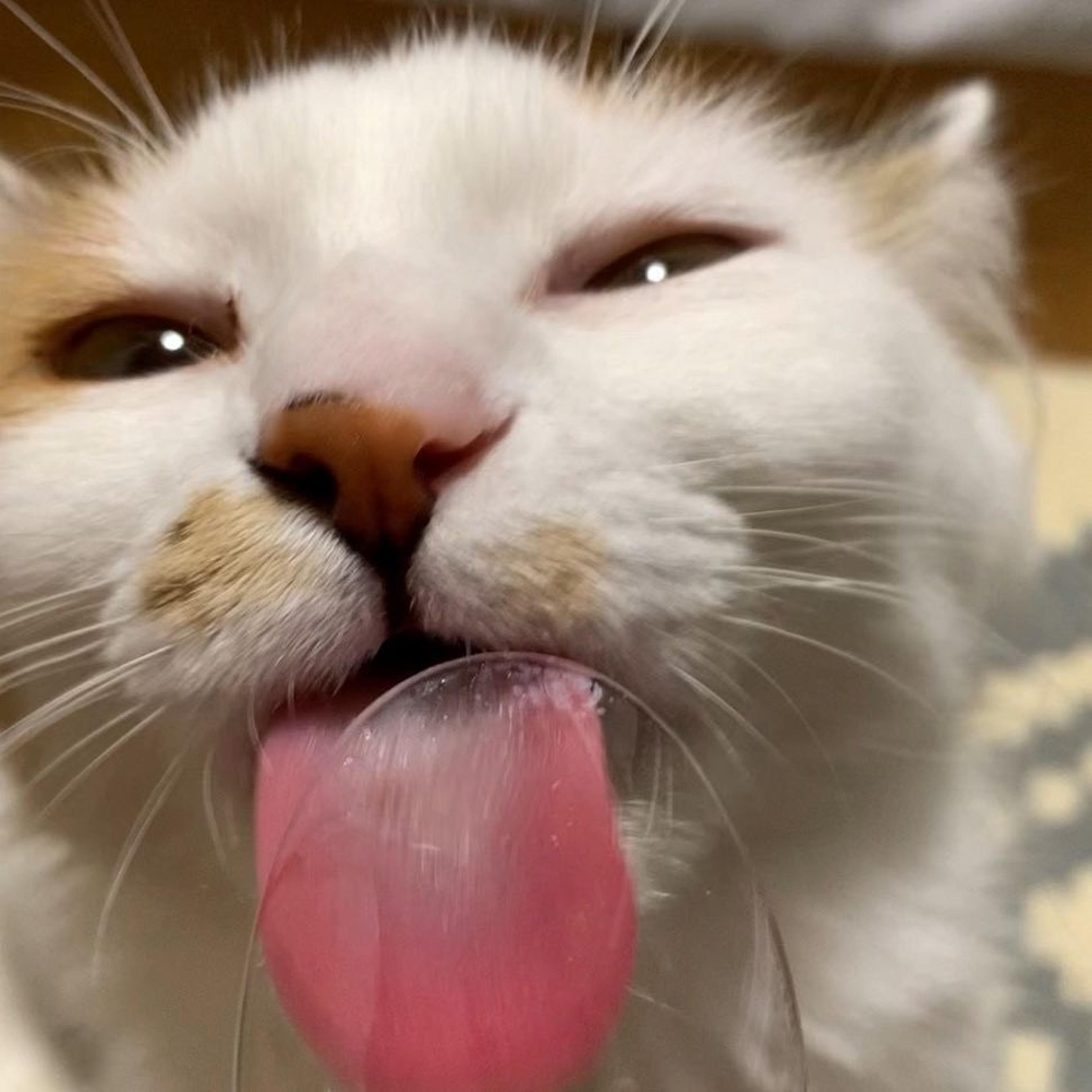 pet-image-6